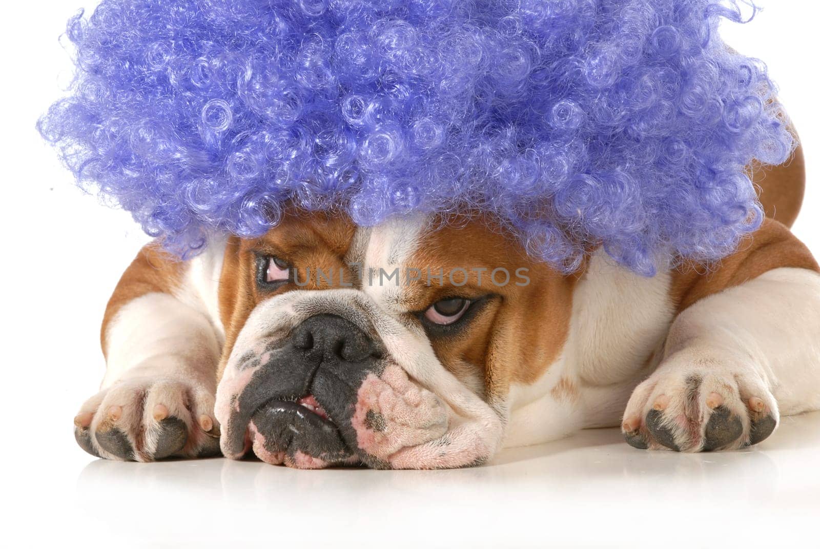 dog clown - english bulldog dressed up like a clown with silly expression isolated on white background