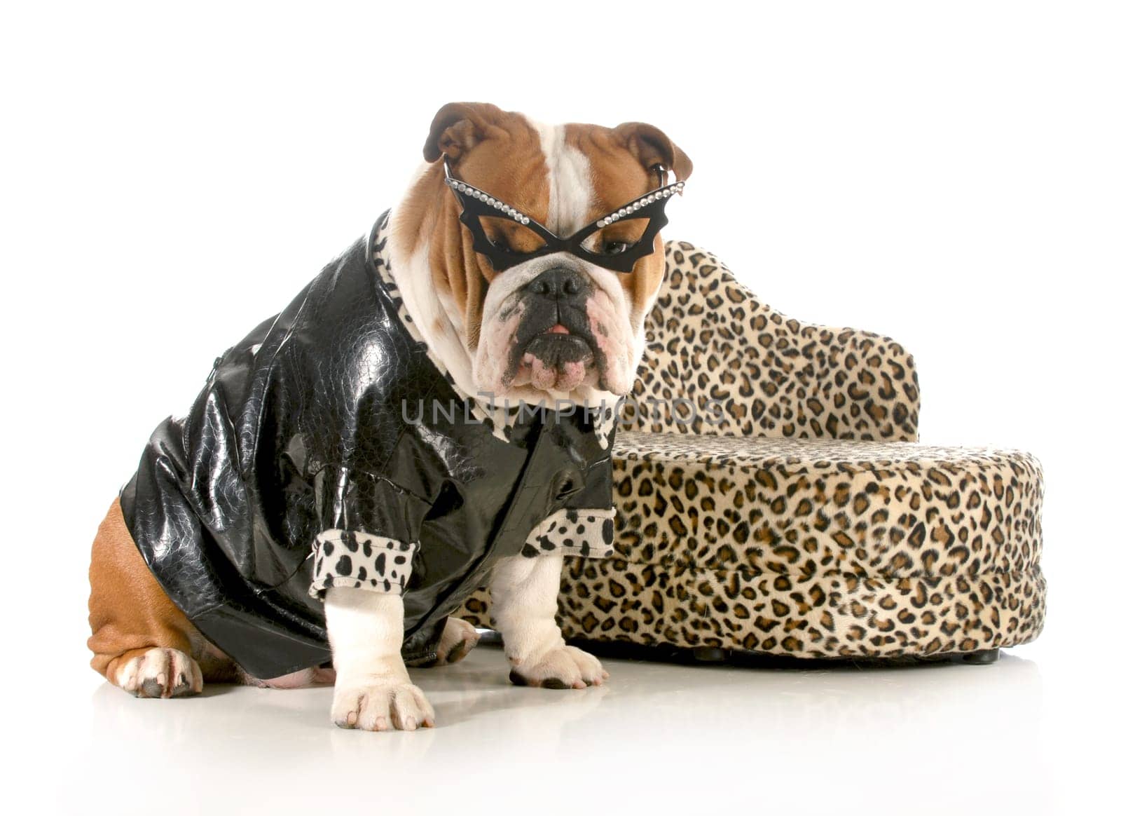 female bulldog humanized with leather coat and glasses sitting beside couch isolated on white background