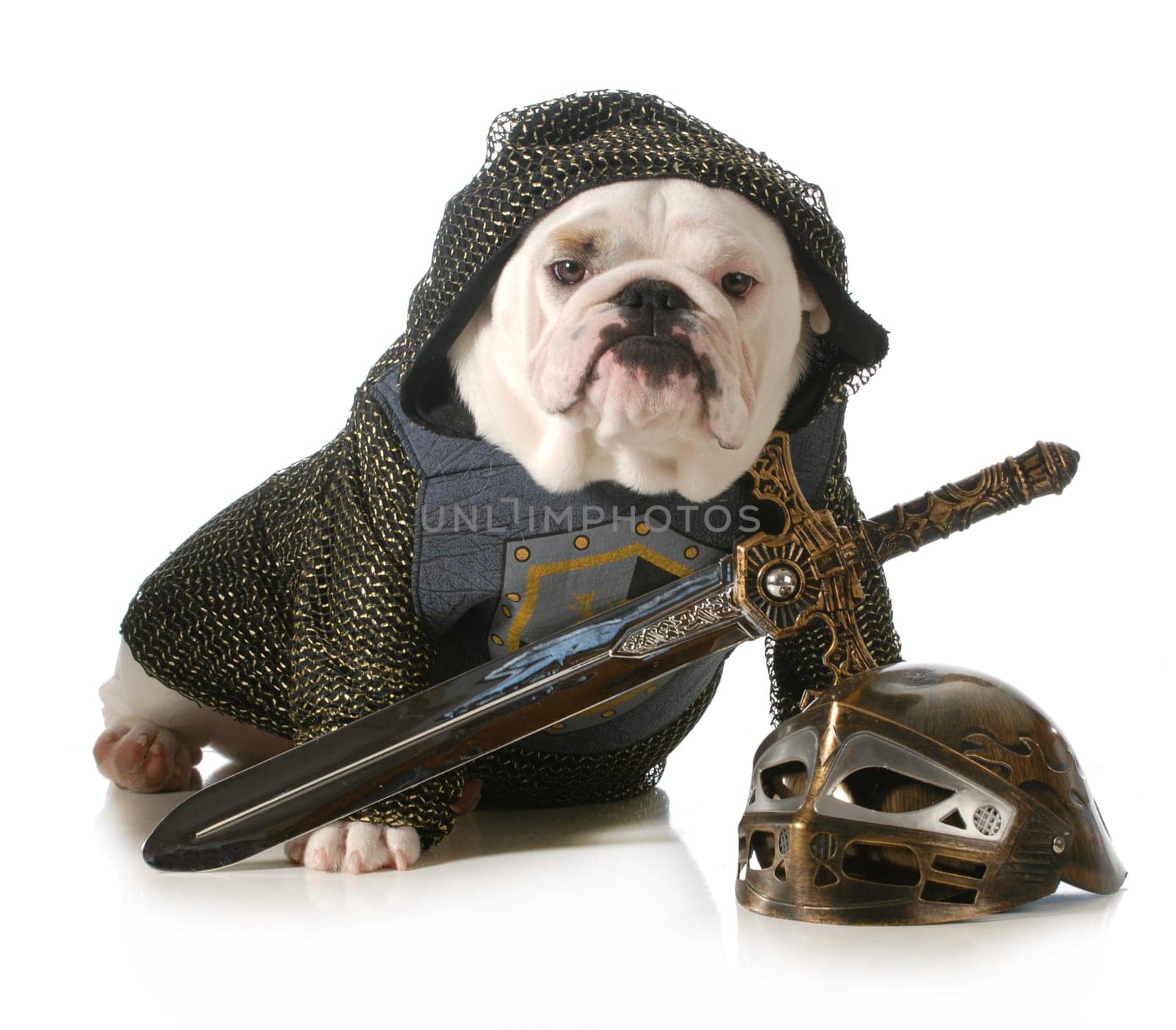 dog dressed up as a knight isolated on white background - english bulldog