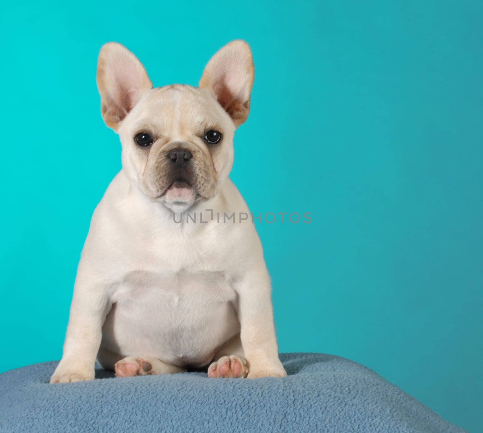french bulldog puppy 3 months old sitting - fawn