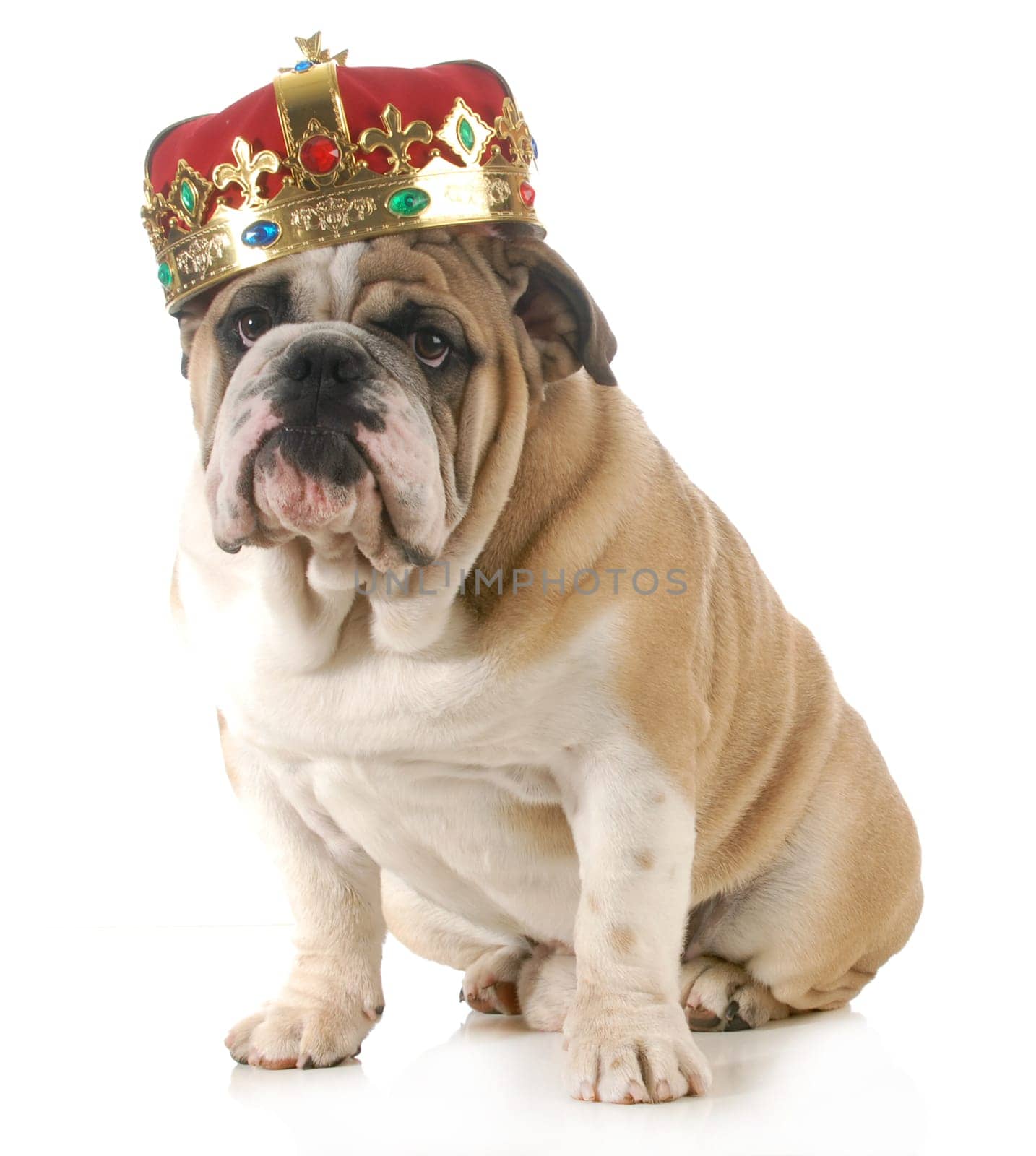 dog wearing crown - english bulldog wearing king's crown sitting looking at viewer isolated on white background