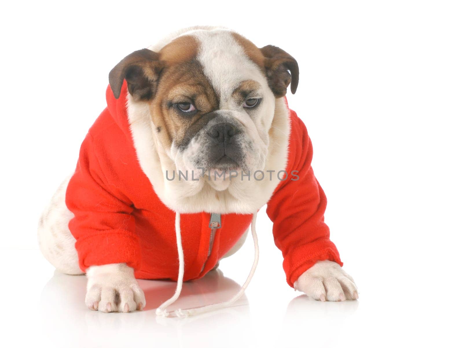 cute puppy - english bulldog puppy wearing red jacket sitting isolated on white background