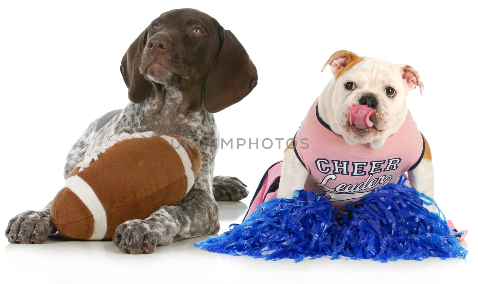 sports hounds - german shorthair pointer and english bulldog football fans isolated on white background