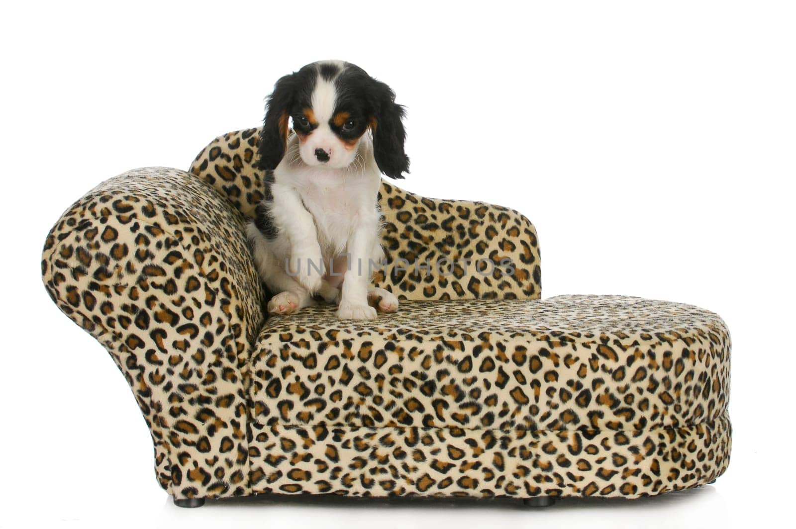 dog sitting on couch - cavalier king charles spaniel puppy sitting on dog couch isolated on white background