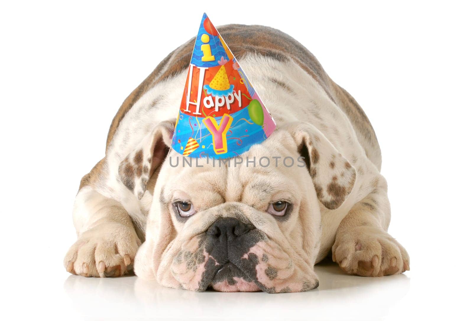 sad birthday dog - english bulldog wearing birthday hat isolated on white background