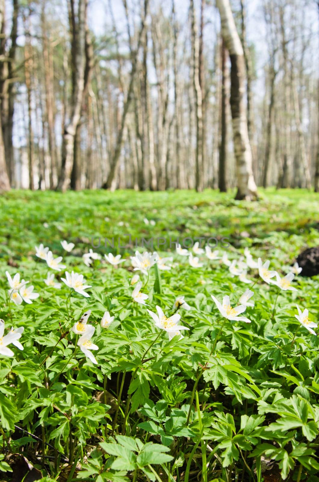 The first spring flowers in a birchwood