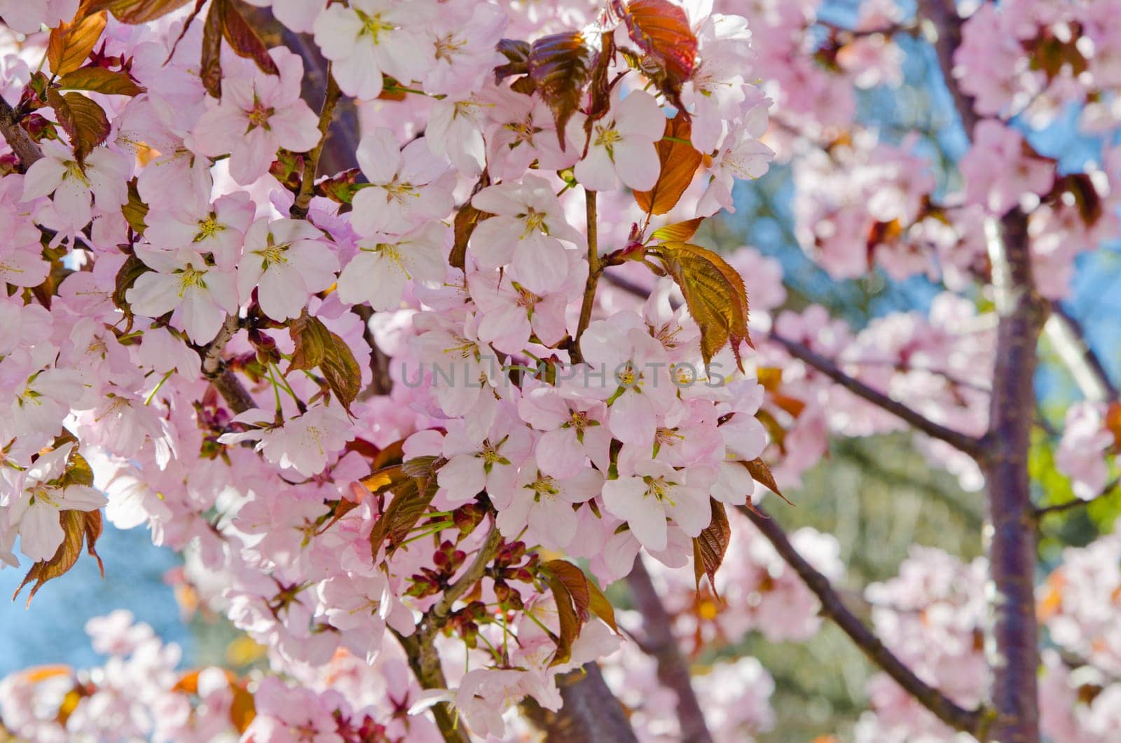 Oriental cherry blossoming in spring park