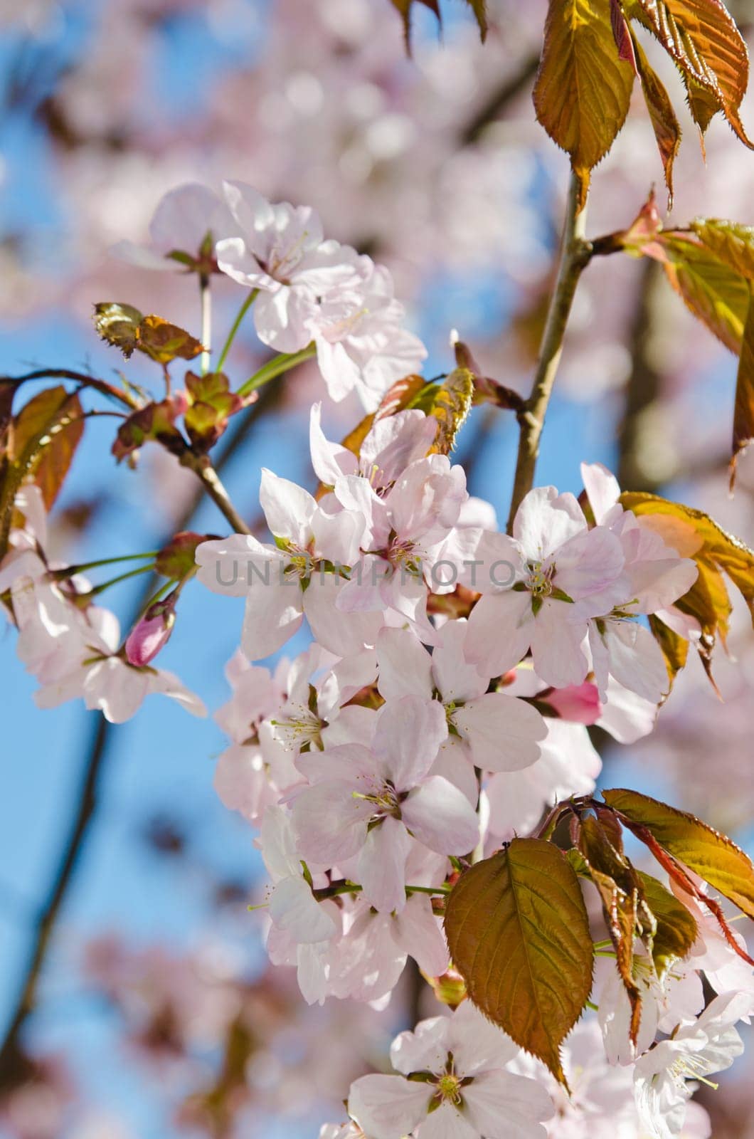 Oriental cherry blossoming in spring park