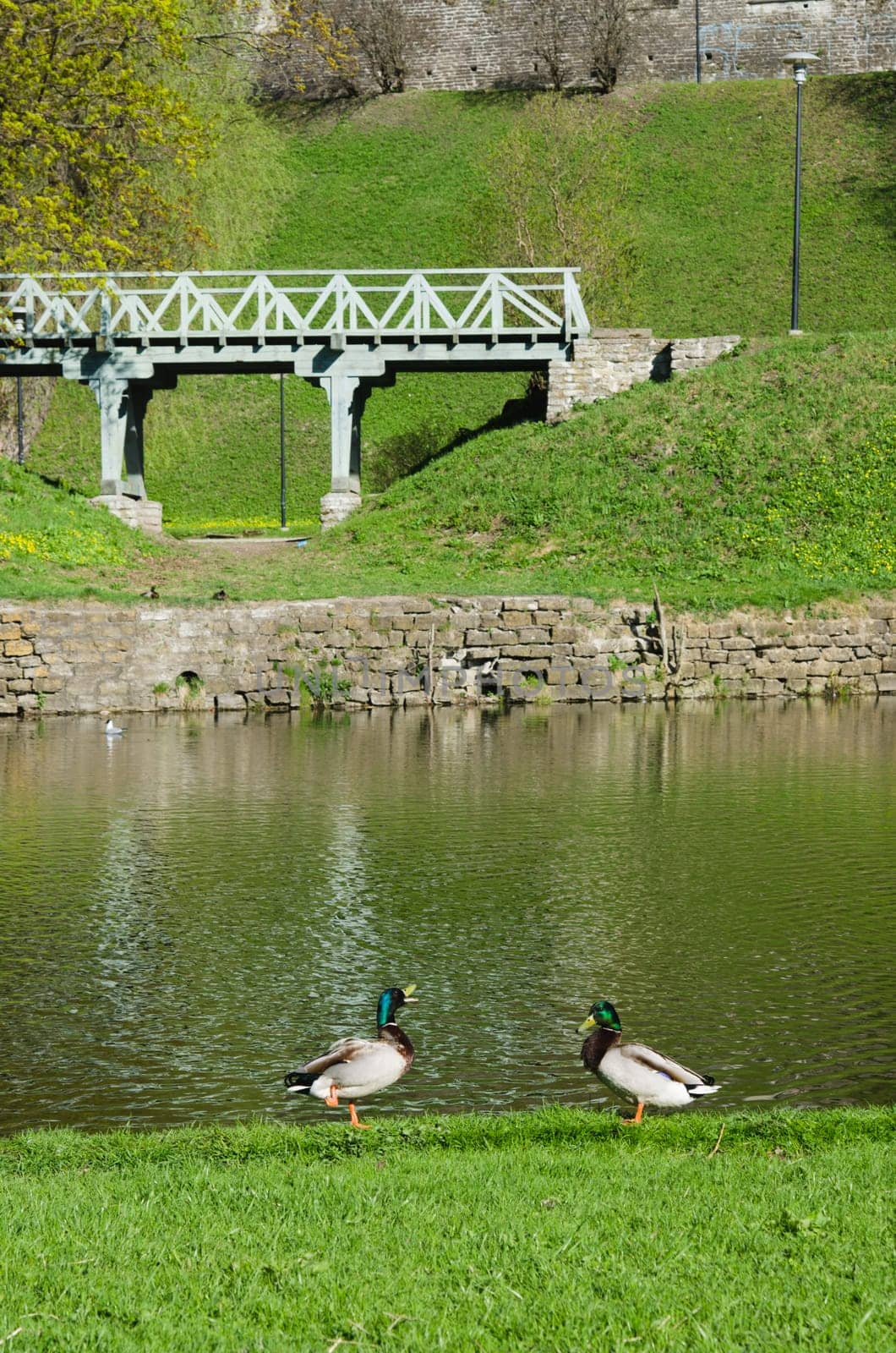 Ducks on the pond in spring Park
