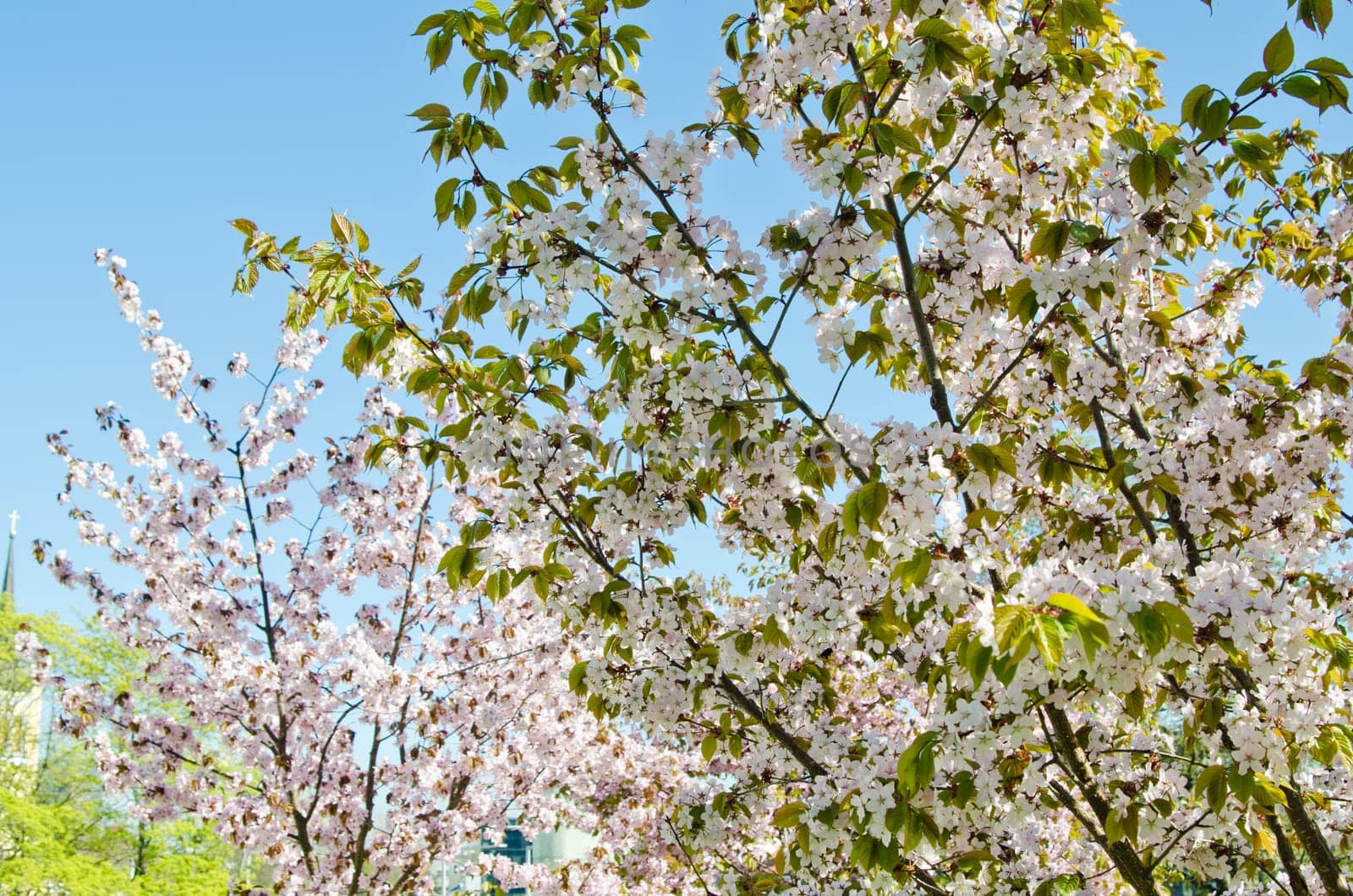 Oriental cherry blossoming in spring park