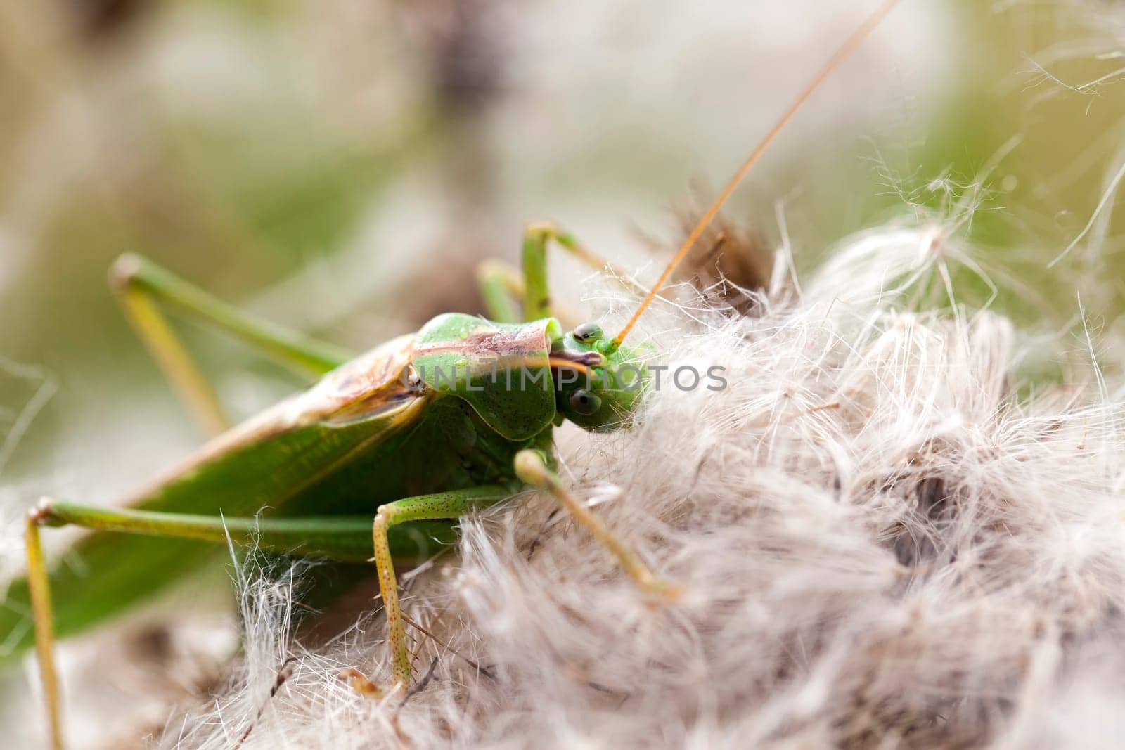 Green hayhorse - Tettigonia viridissima - in a macro image