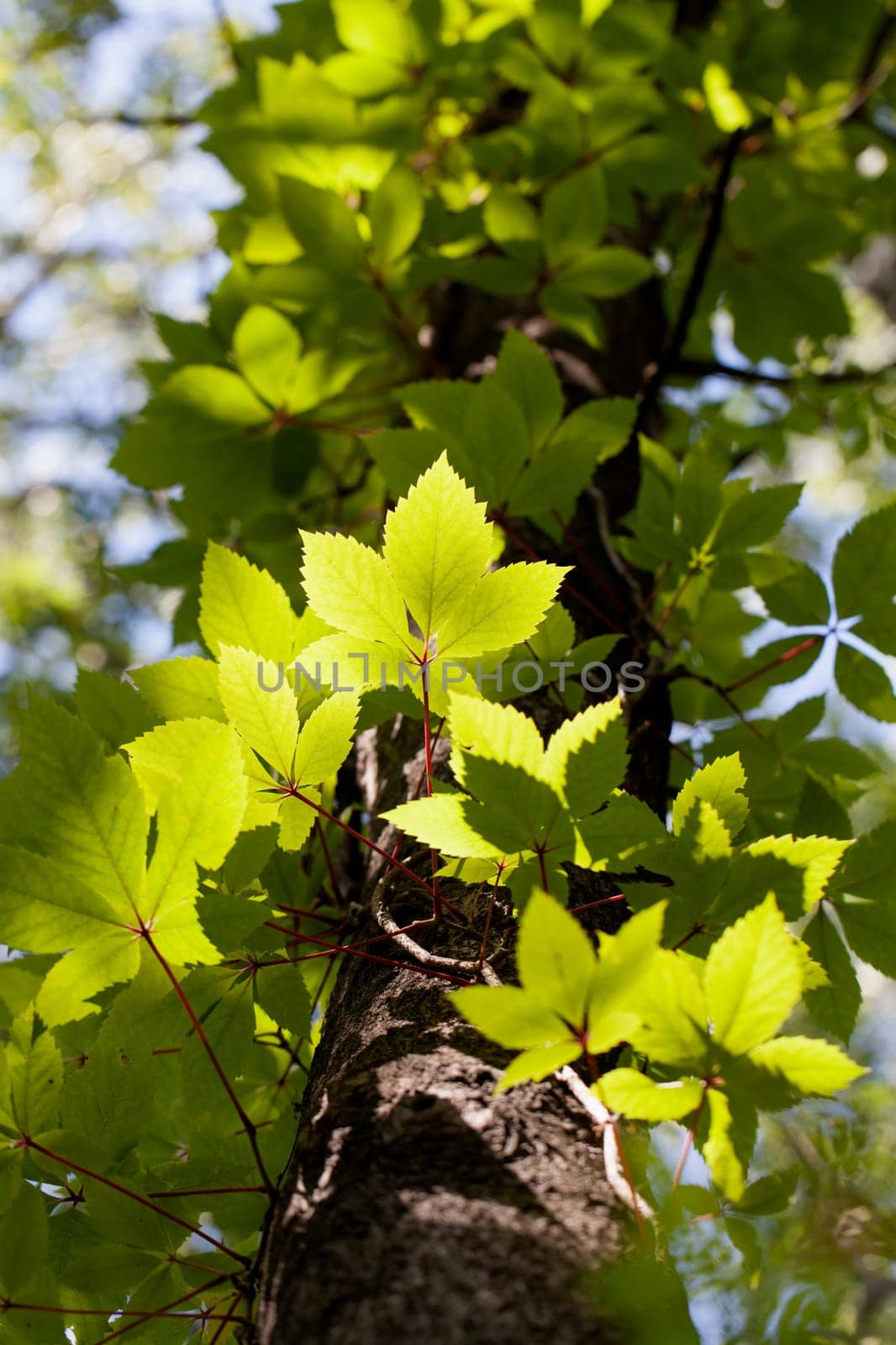 Wild wine growing on a tree trunk