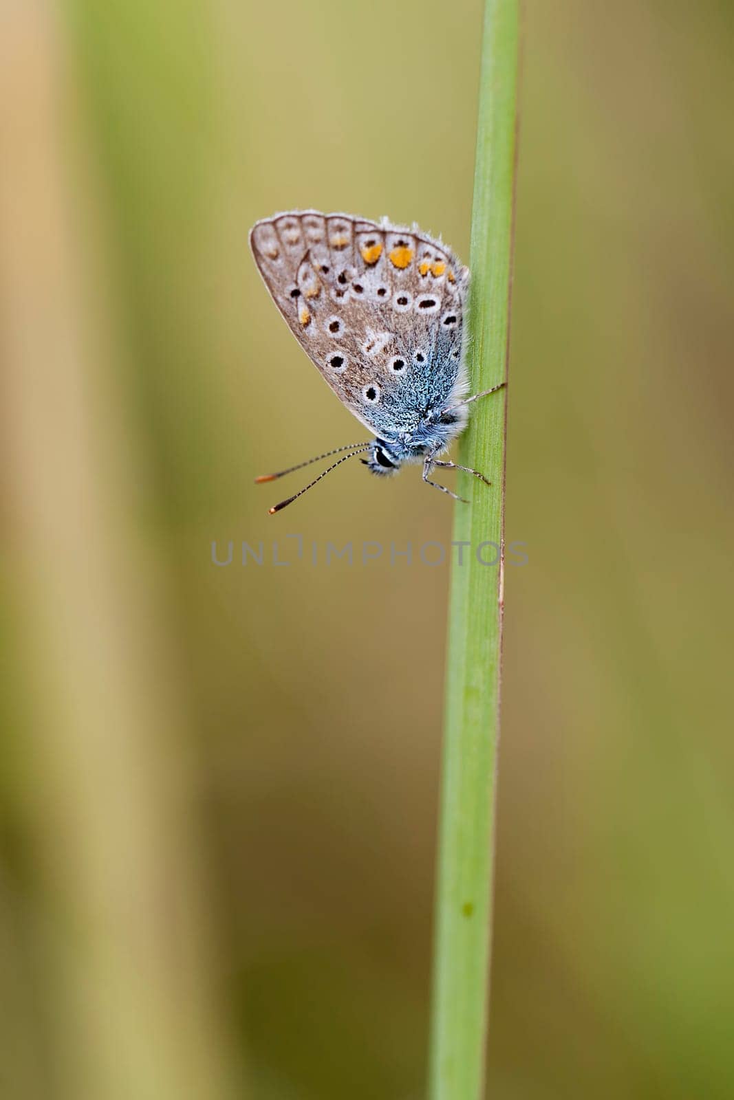 Hauhechel's Blue (Common Blue) in a macro photograph