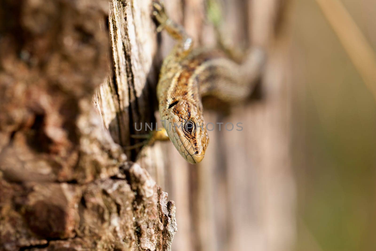 Wood lizard climbing on a wooden pole - macro image