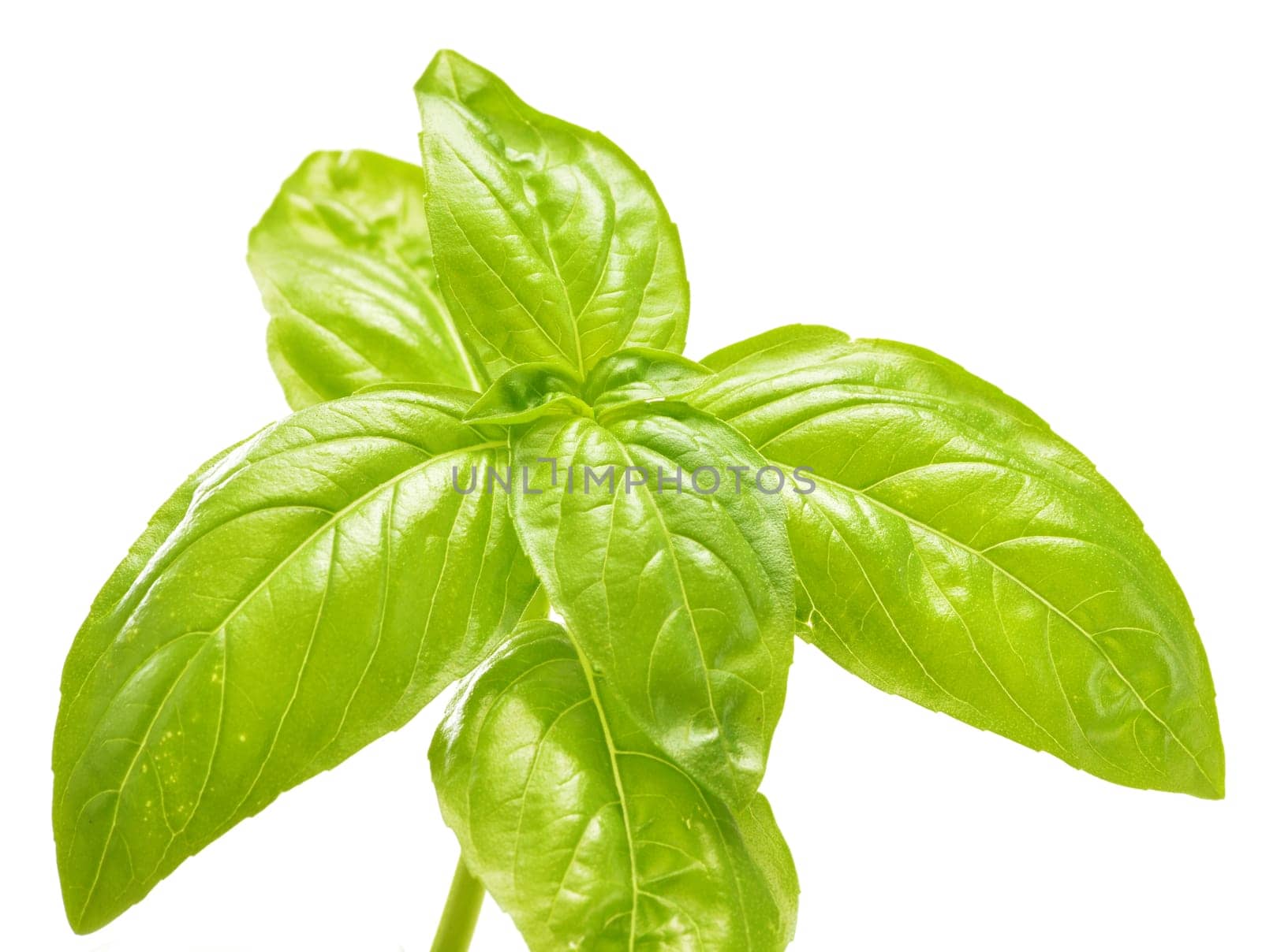 Fresh basil isolated on white background