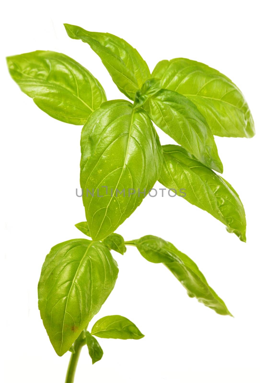 Fresh basil isolated on white background