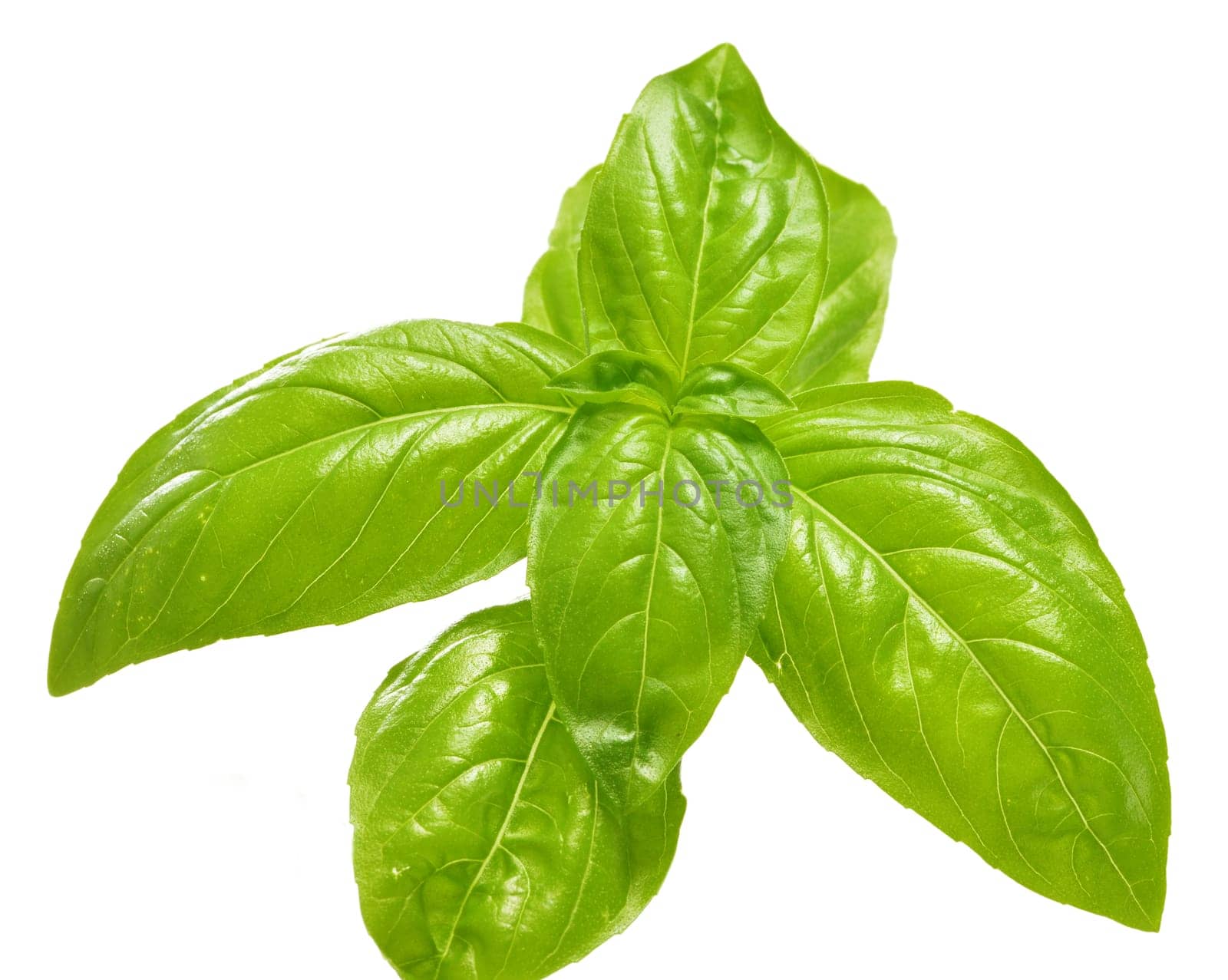 Fresh basil isolated on white background