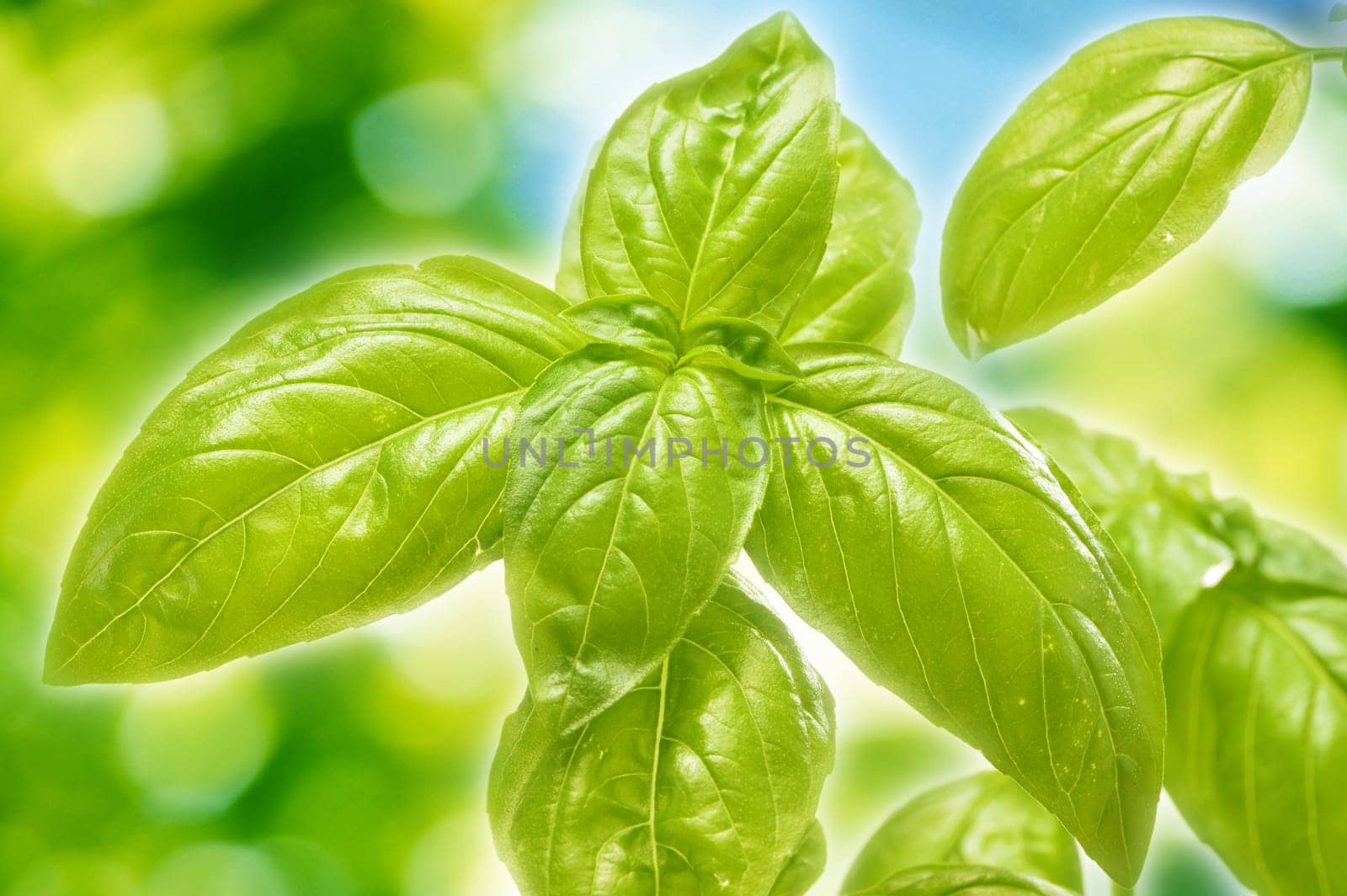 Fresh basil in the garden