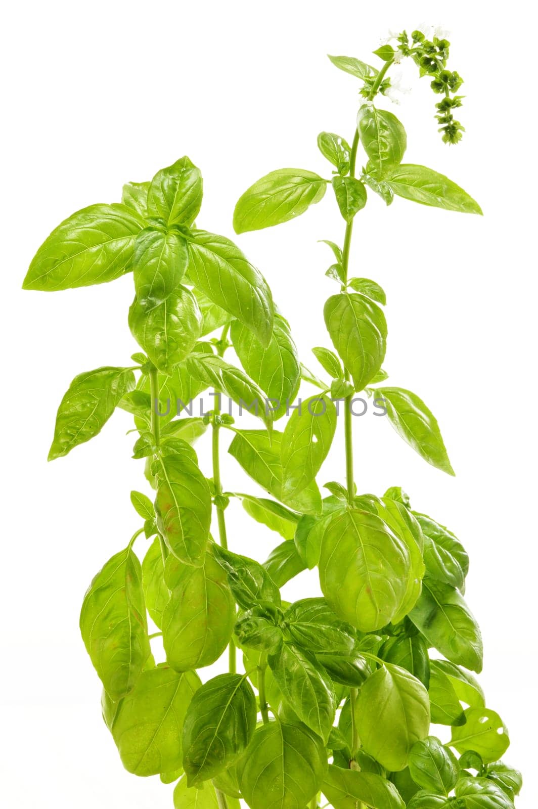 Fresh basil isolated on white background