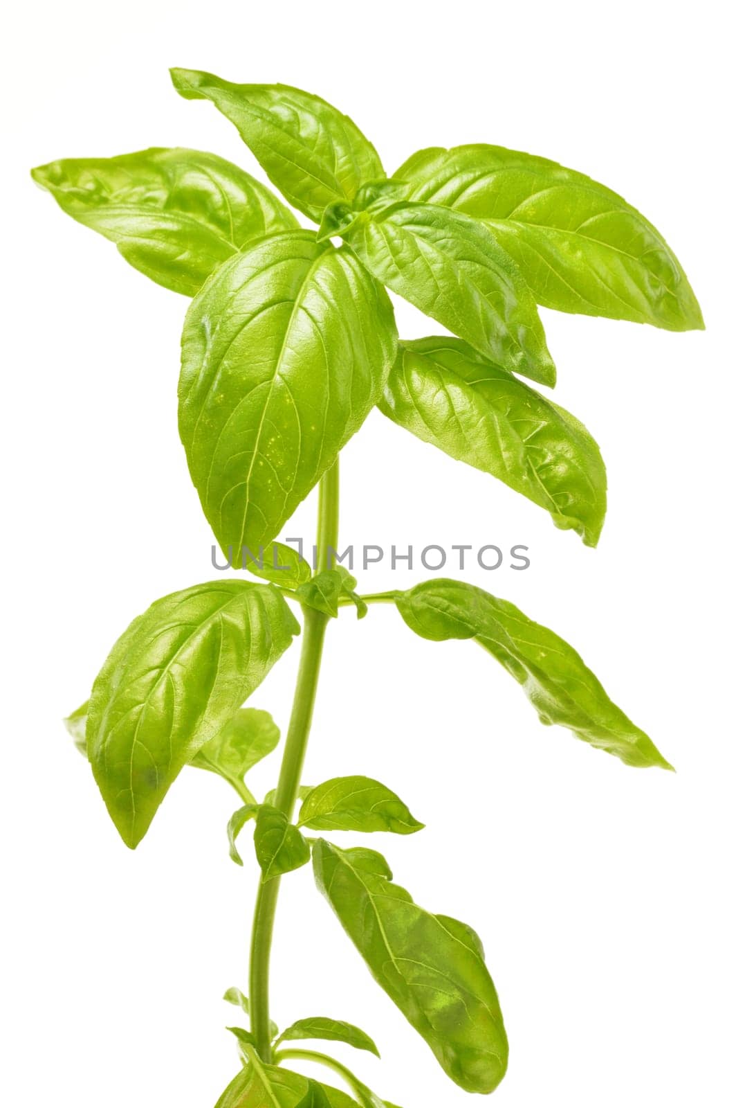 Fresh basil isolated on white background