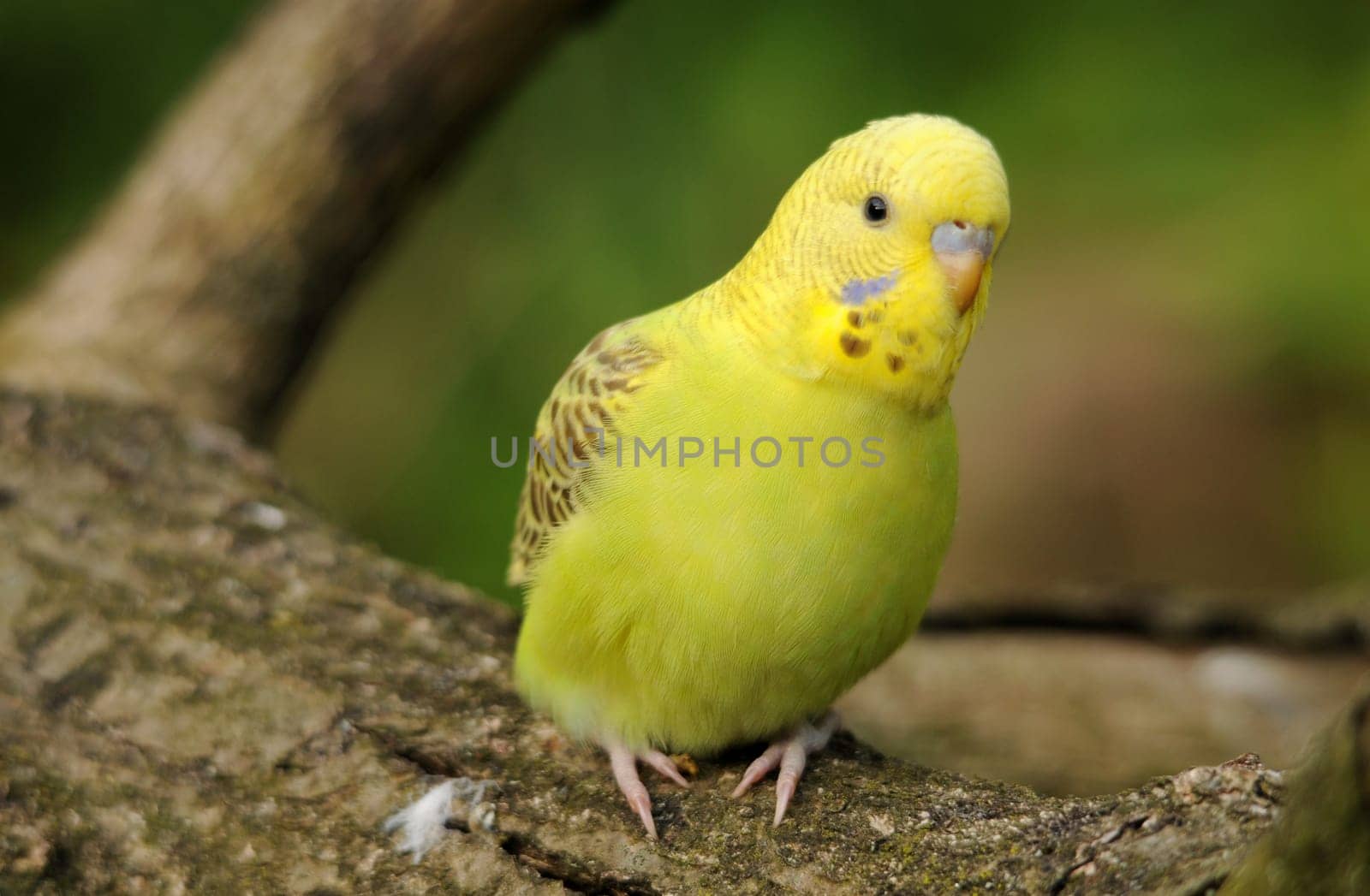 Budgerigar