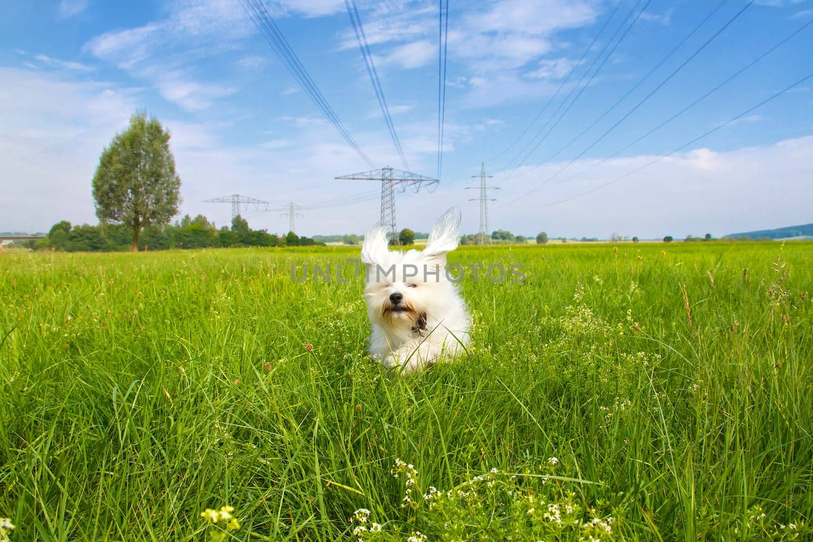 Dog runs across a green meadow and a slightly cloudy blue sky. Just under a power line.