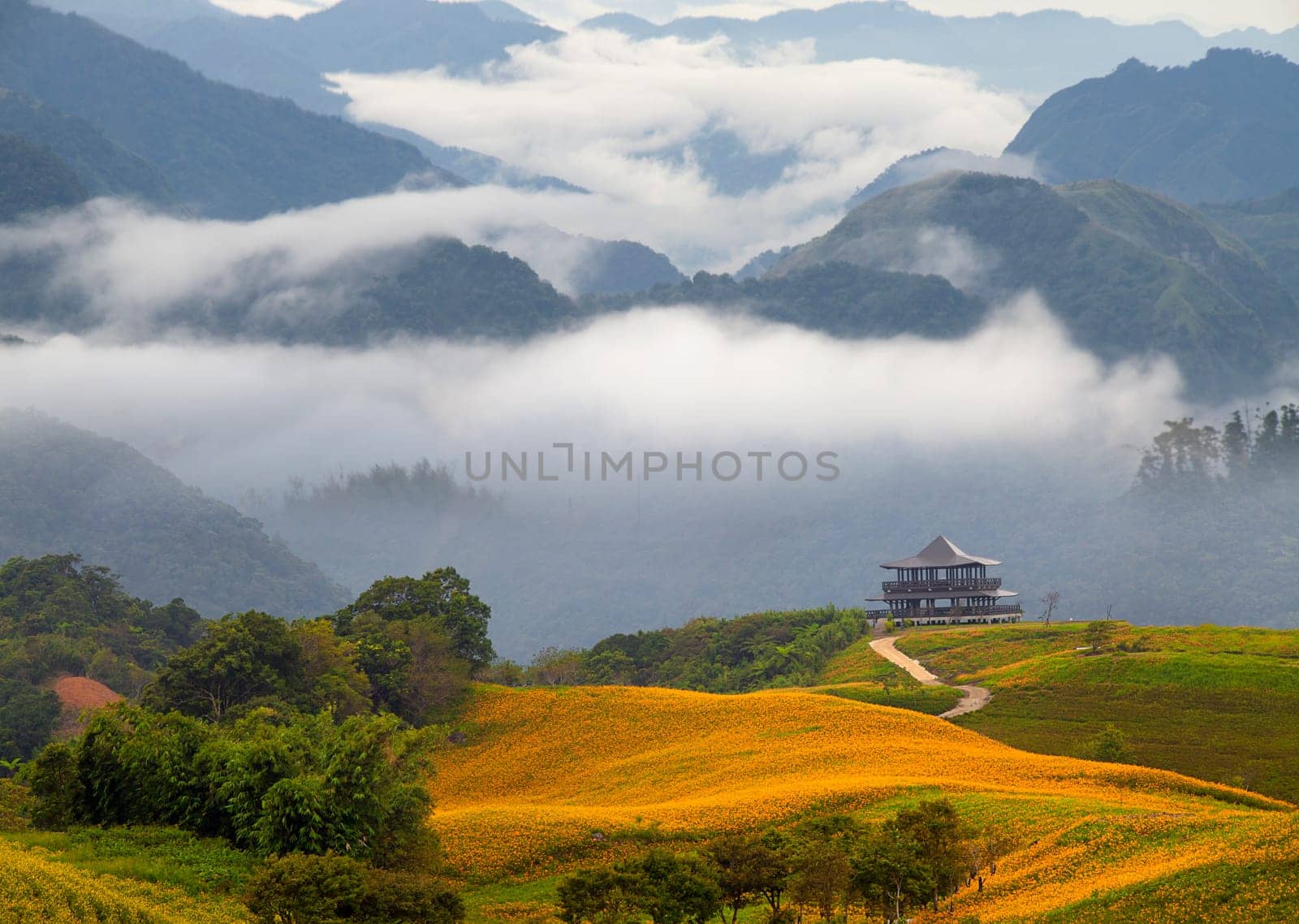 Daylily flower at sixty Stone Mountain in Taiwan Hualien festival