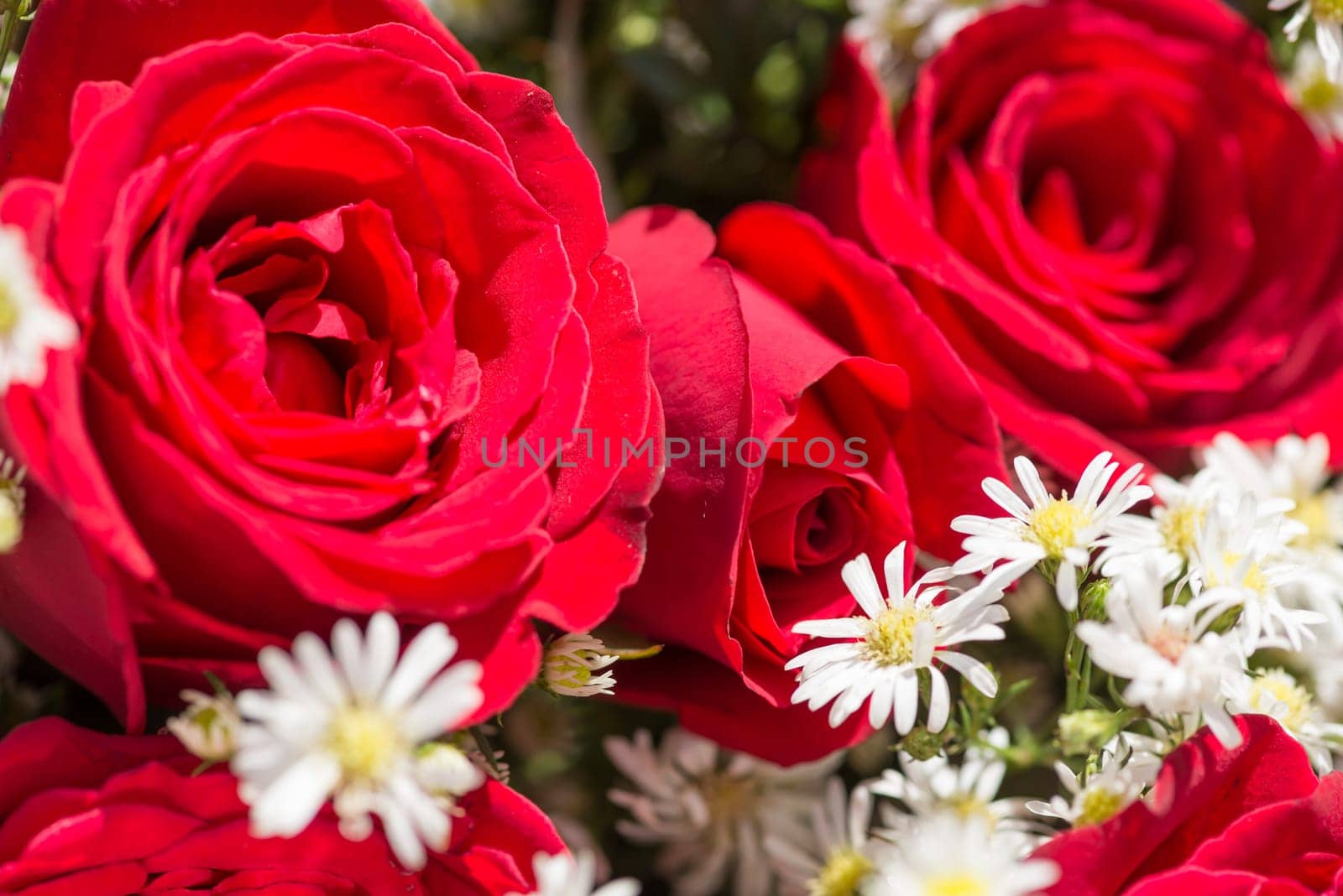 Red roses and white baby's breath flowers close up