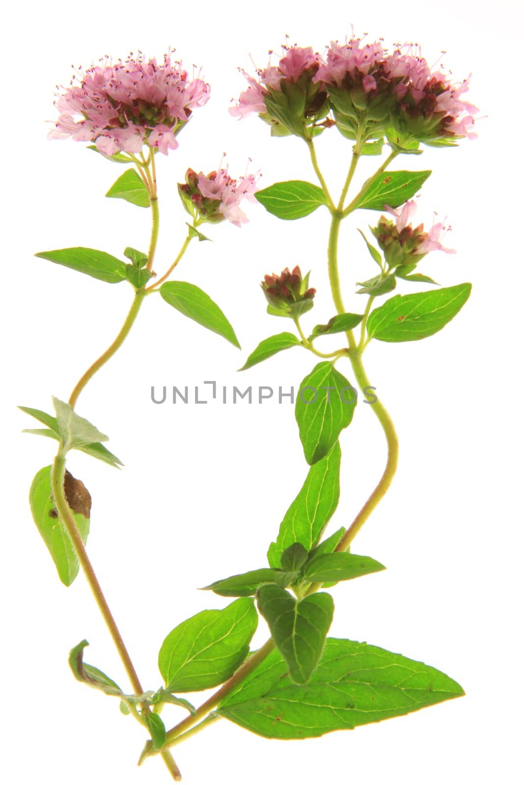 flowering oregano (Origanum vulgare) - exposed against a white background