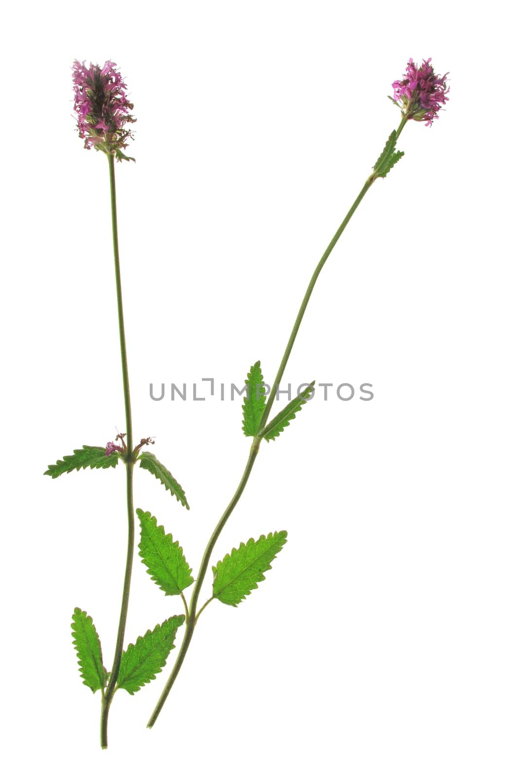 Medicinal Ziest (Stachys officinalis) - Flowering plant exposed against a white background