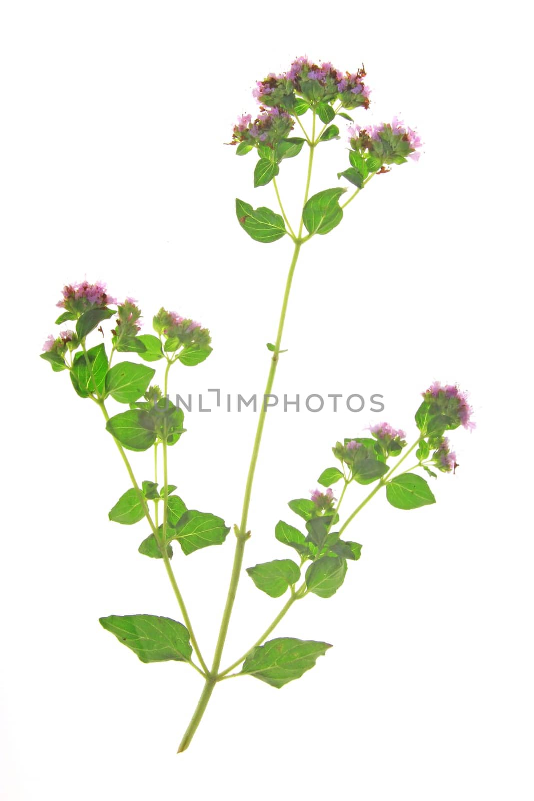 flowering oregano (Origanum vulgare) - exposed against a white background