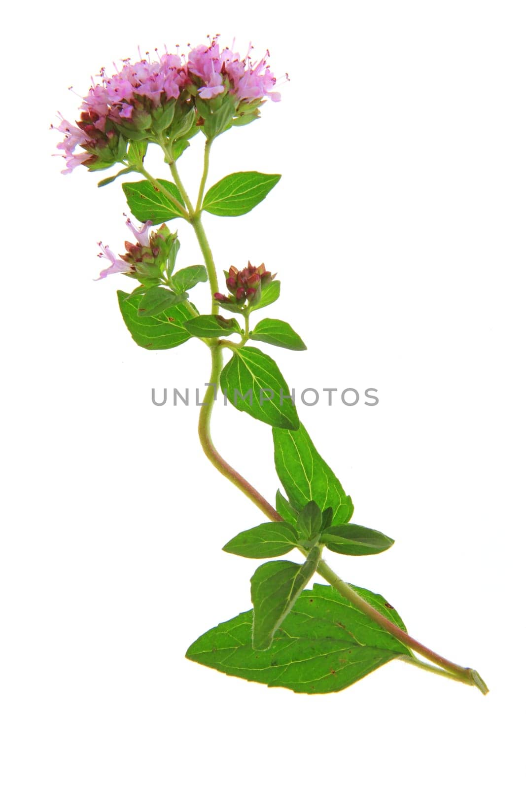 flowering oregano (Origanum vulgare) - exposed against a white background
