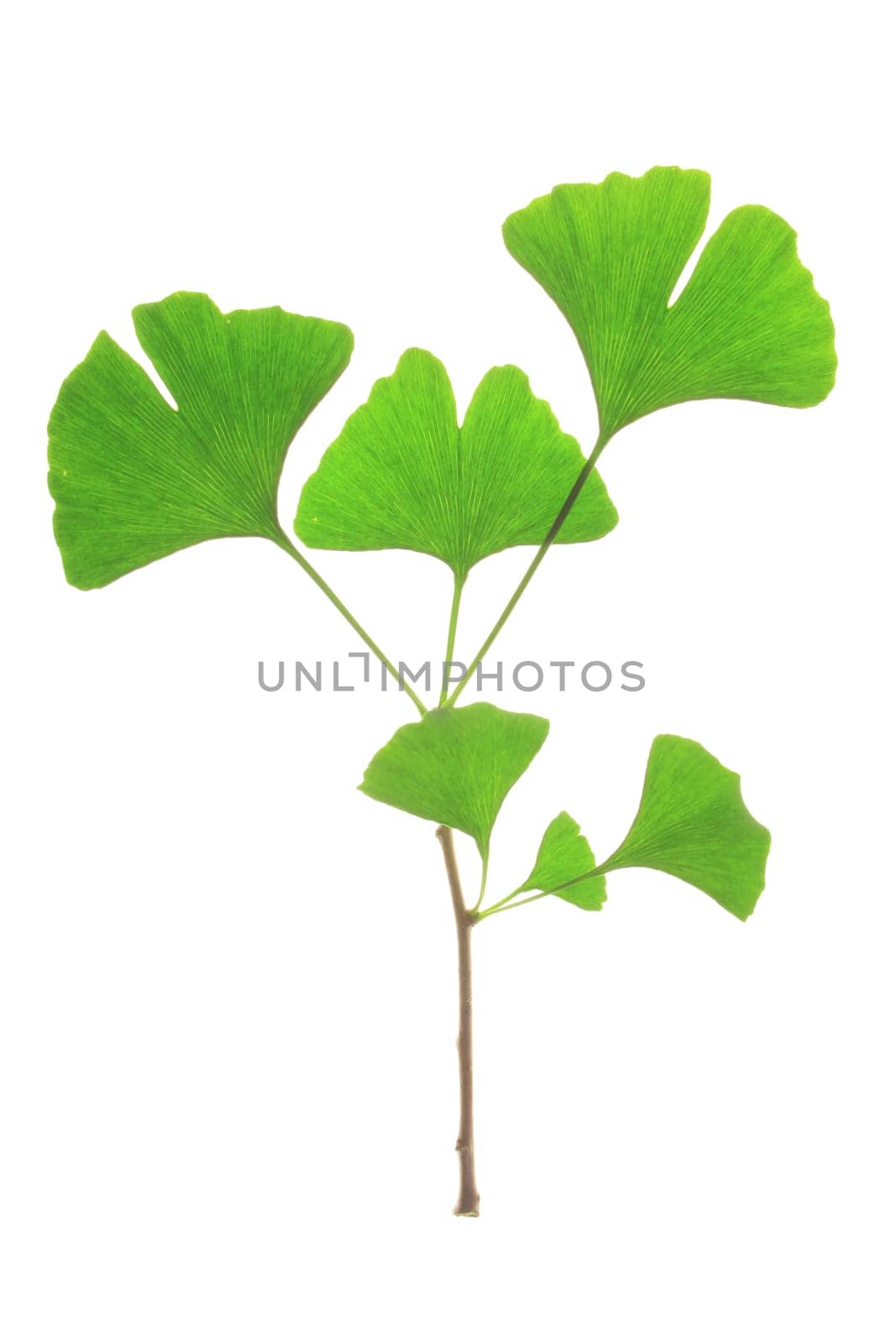 Branch of the ginkgo tree with fresh,green leaves (Ginkgo biloba)