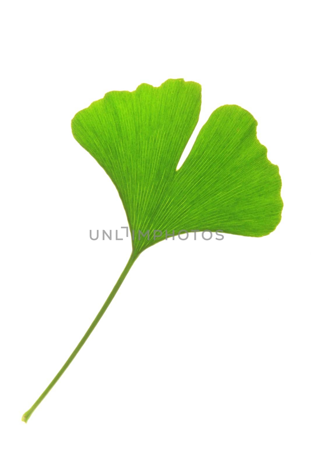 A leaf of the ginkgo tree (Ginkgo biloba)