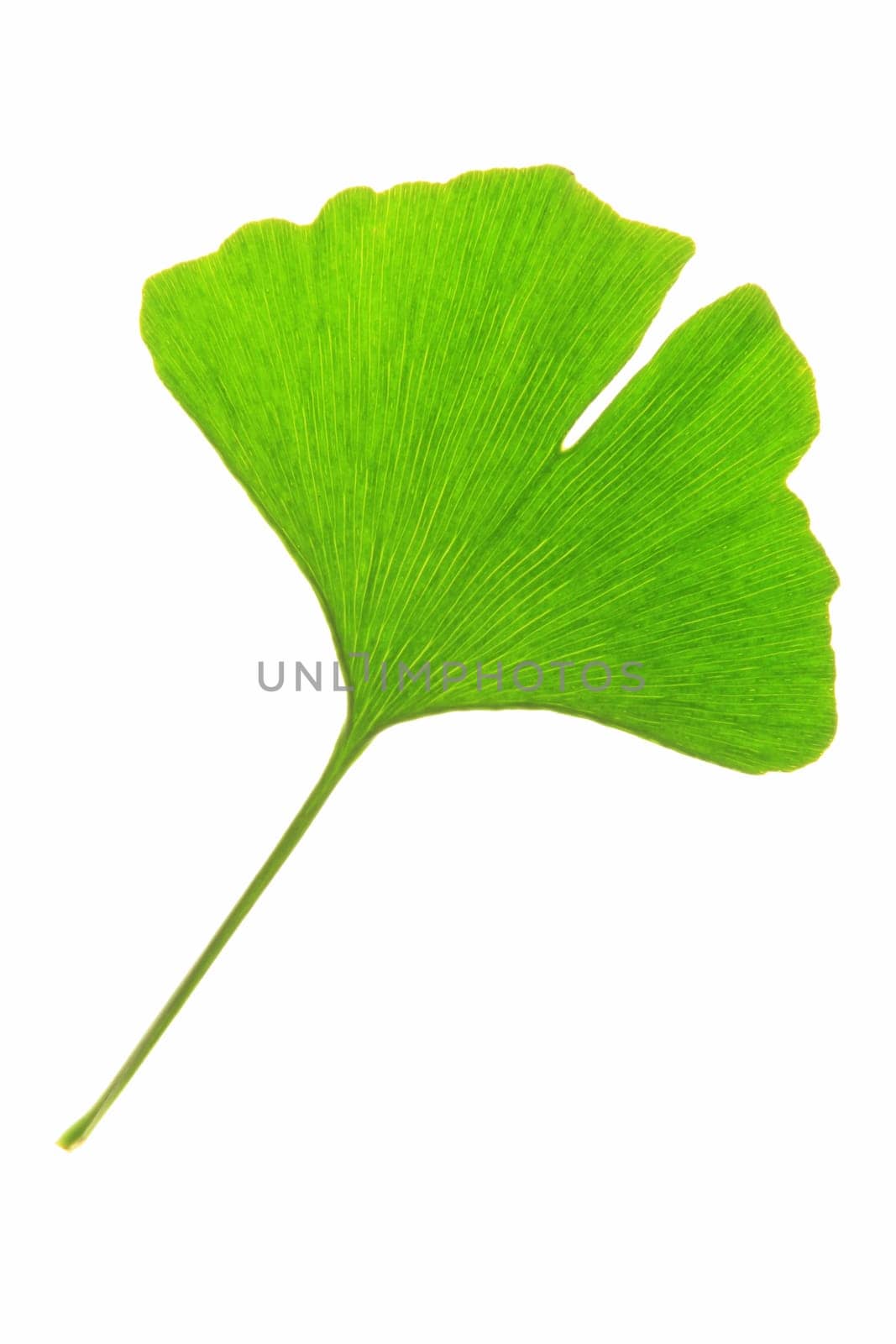 A leaf of the ginkgo tree (Ginkgo biloba)