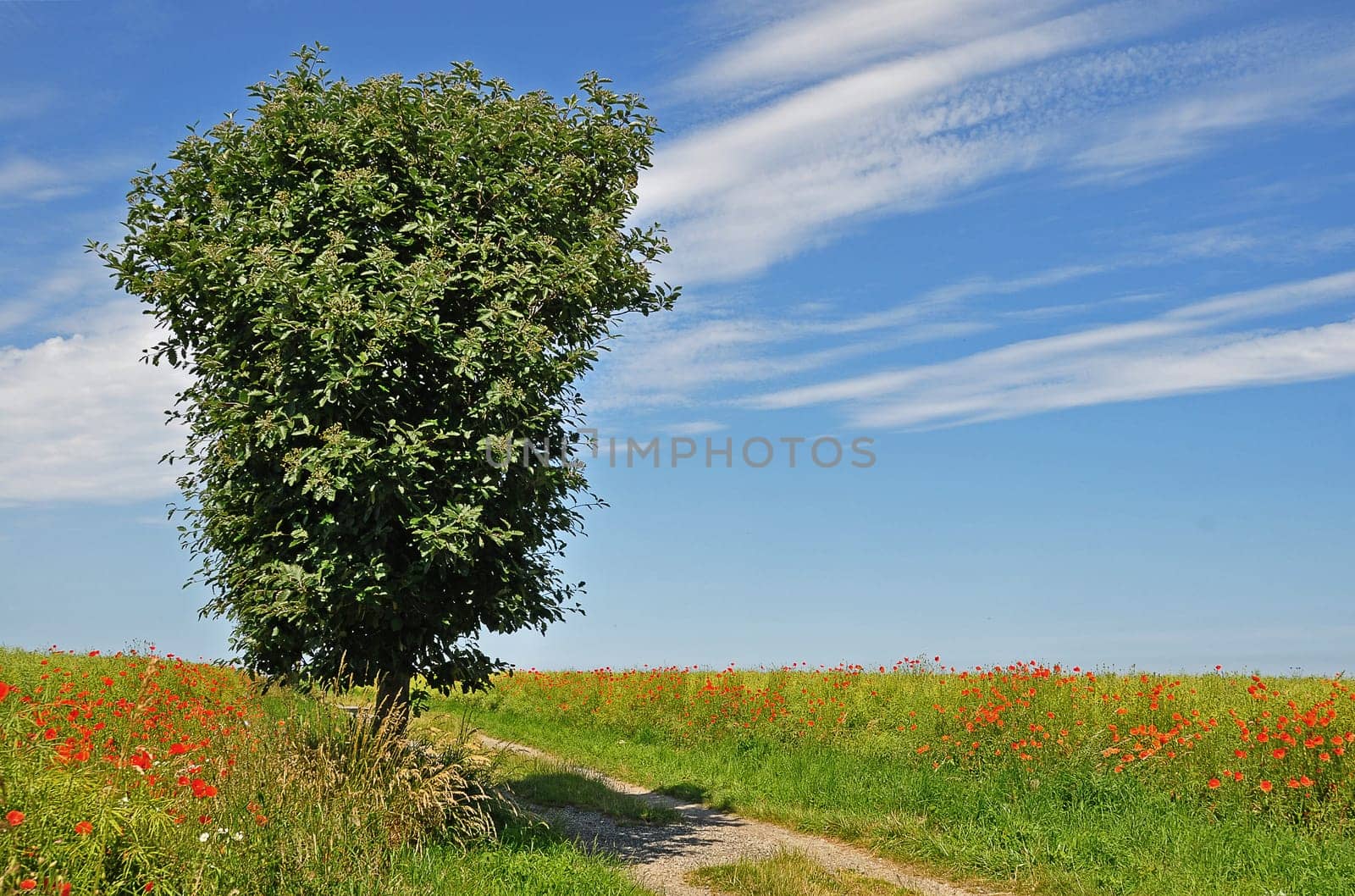 Rowan