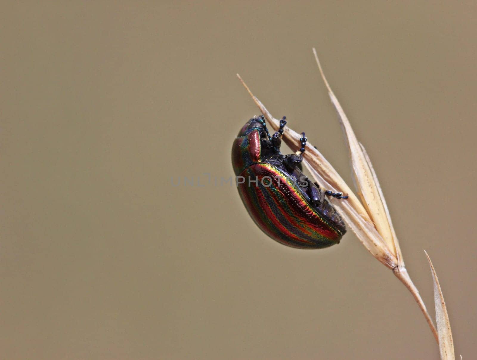 Rainbow leaf beetle (Chrysolina cerealis) on blade of grass