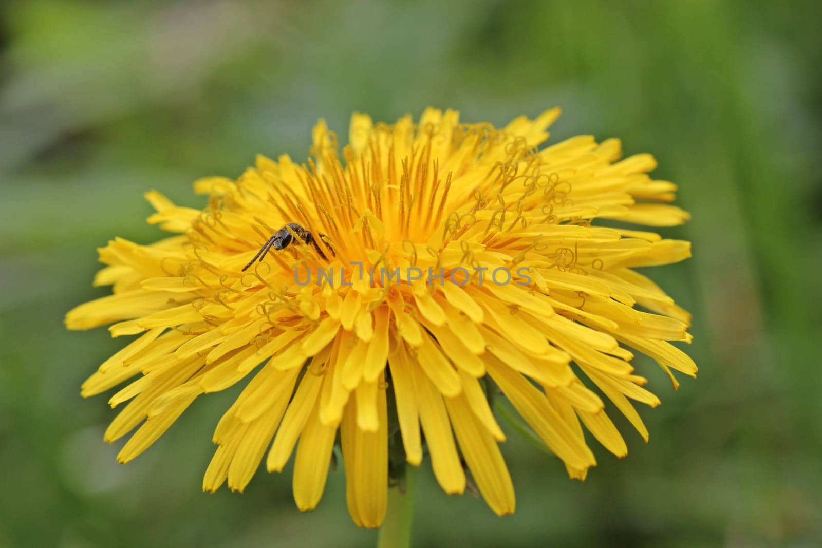 Small wild bee on dandelion blossom