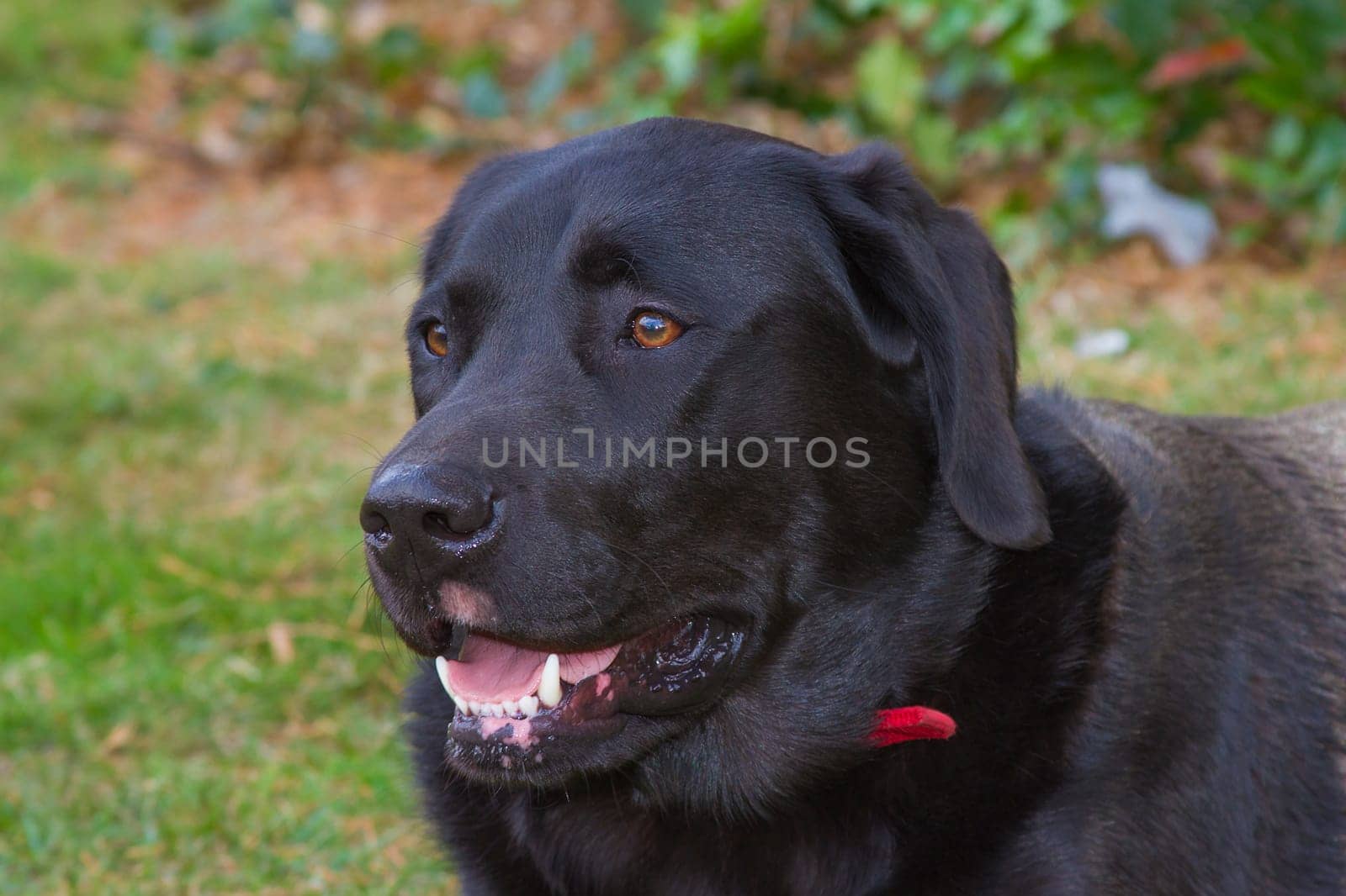 labrador dog outside in a garden