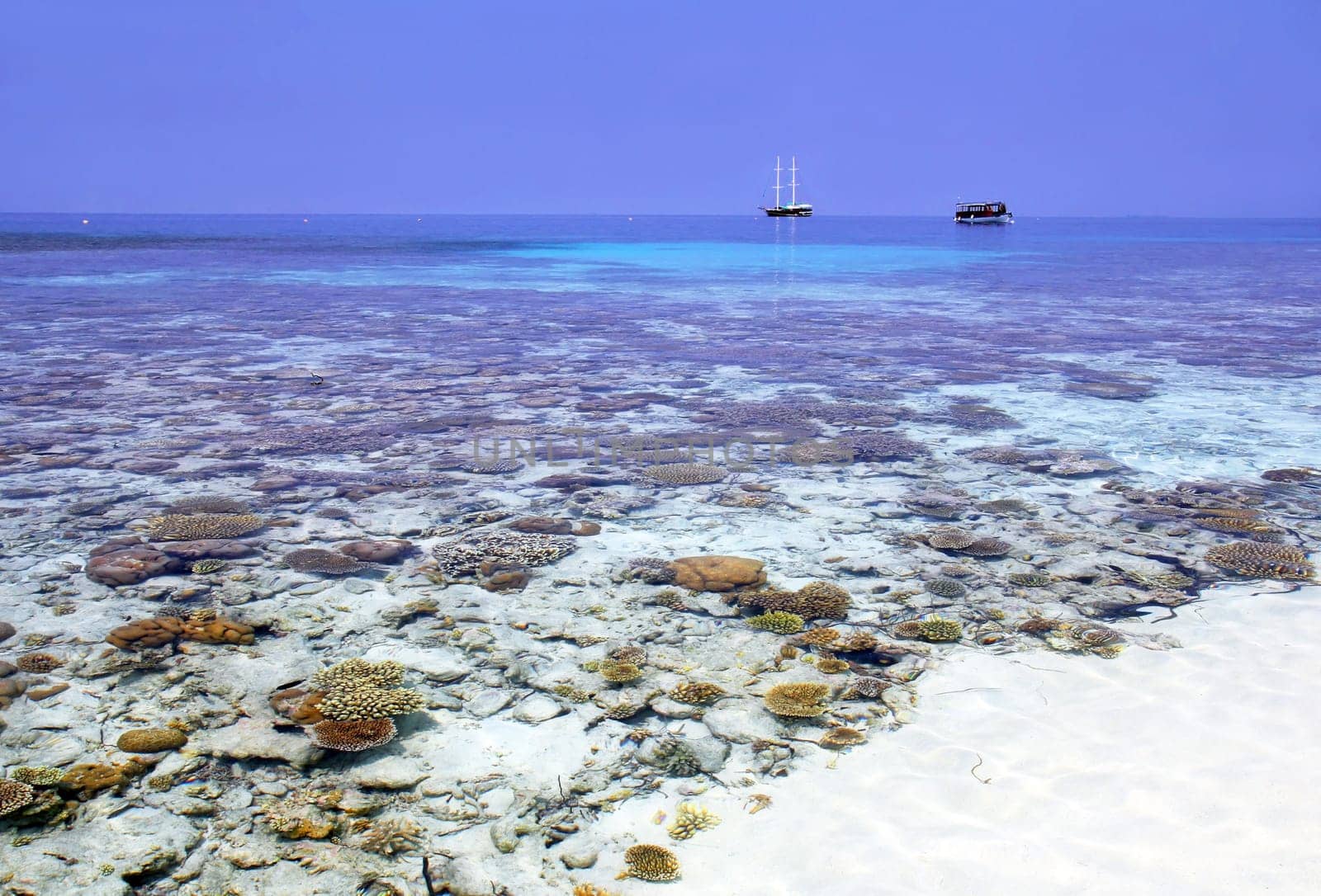 Coral garden on a Maldives island