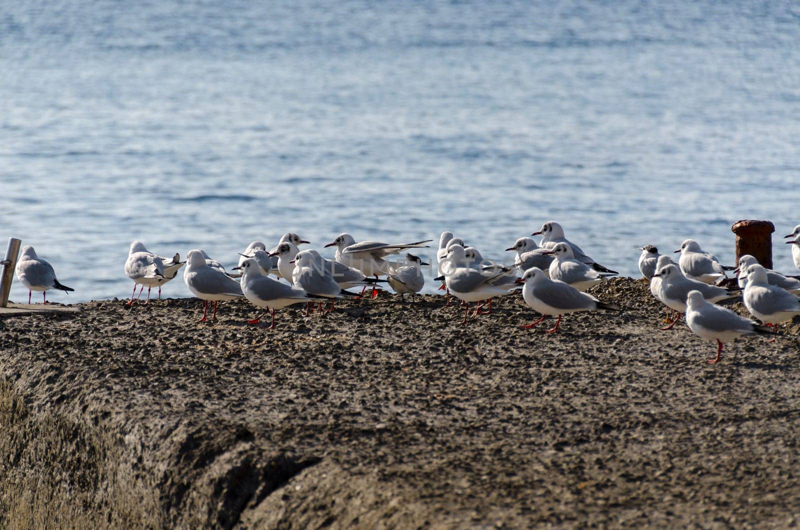 seagulls in Genoa in Liguria
