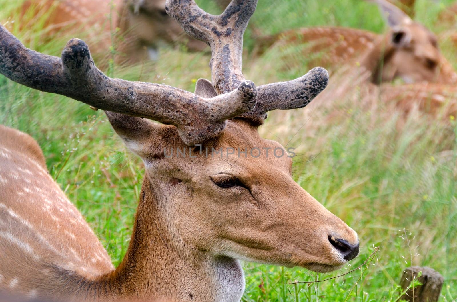 closeup of a deer in Liguria