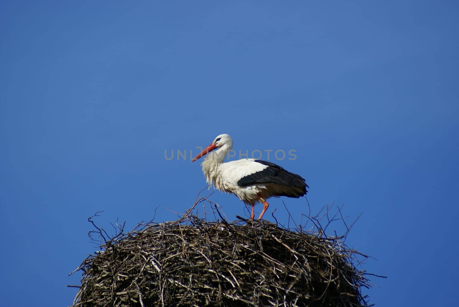 Stork on a nest