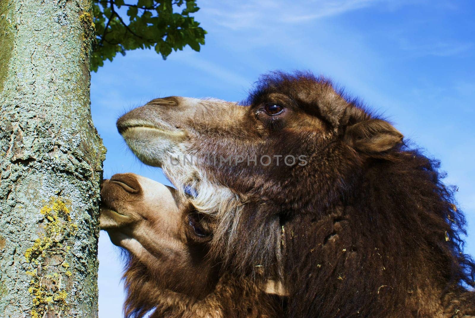 Camels