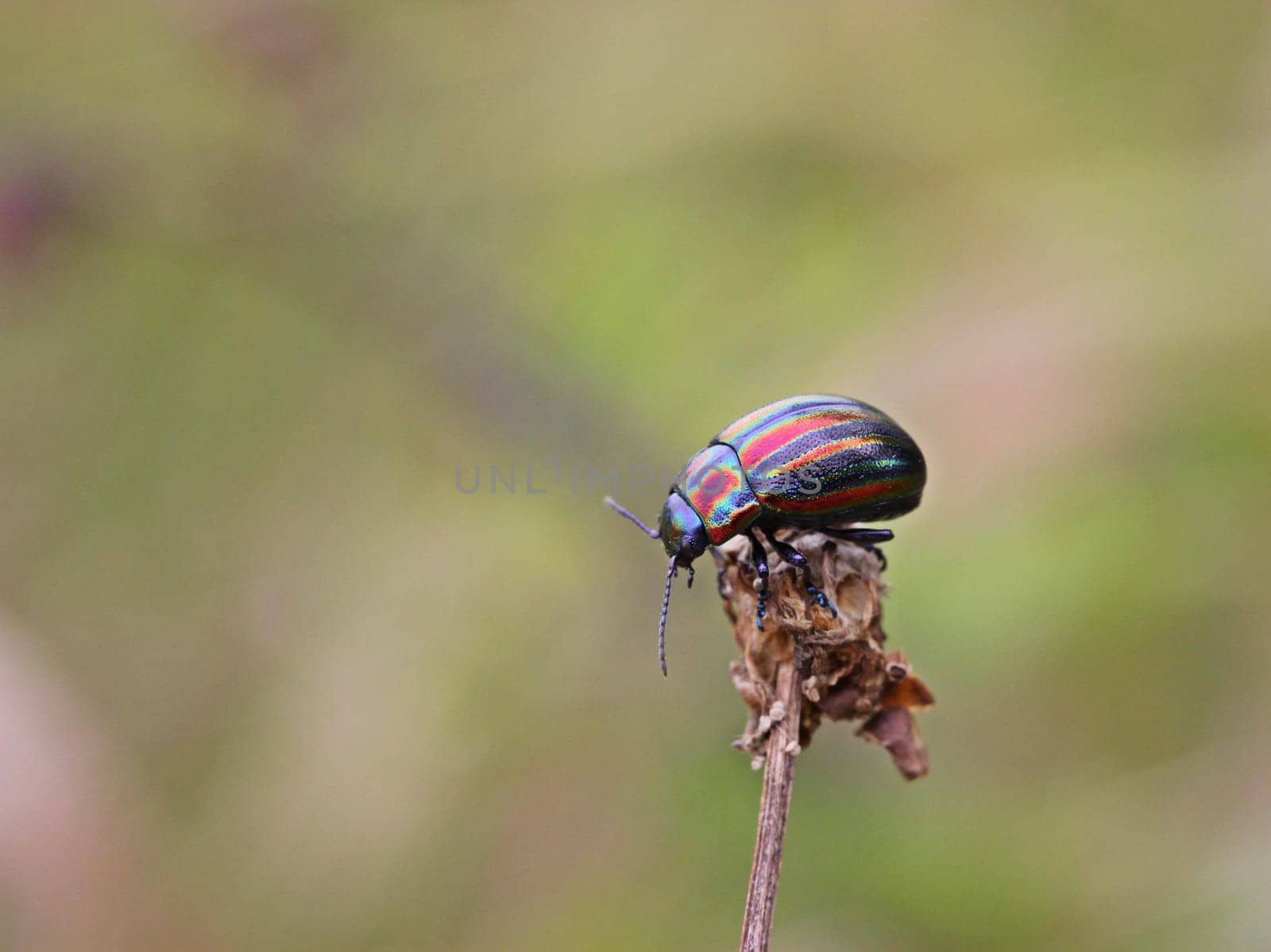 Rainbow leaf beetle (Chrysolina cerealis)