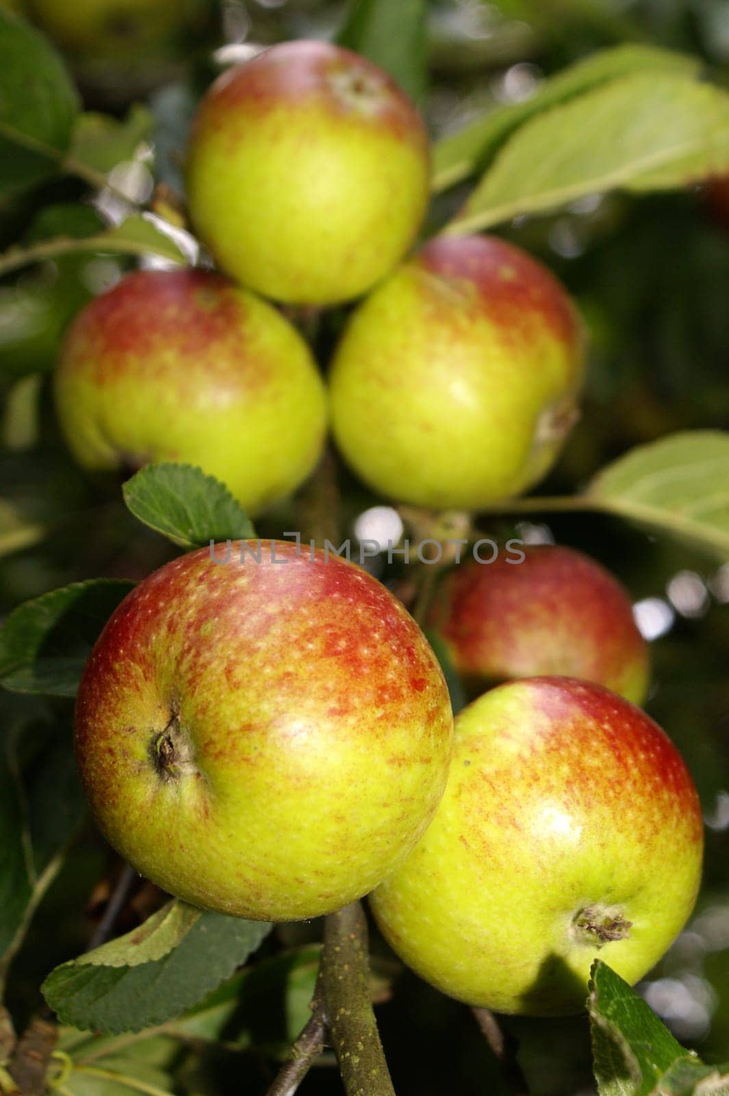 Organic apples on a branch
