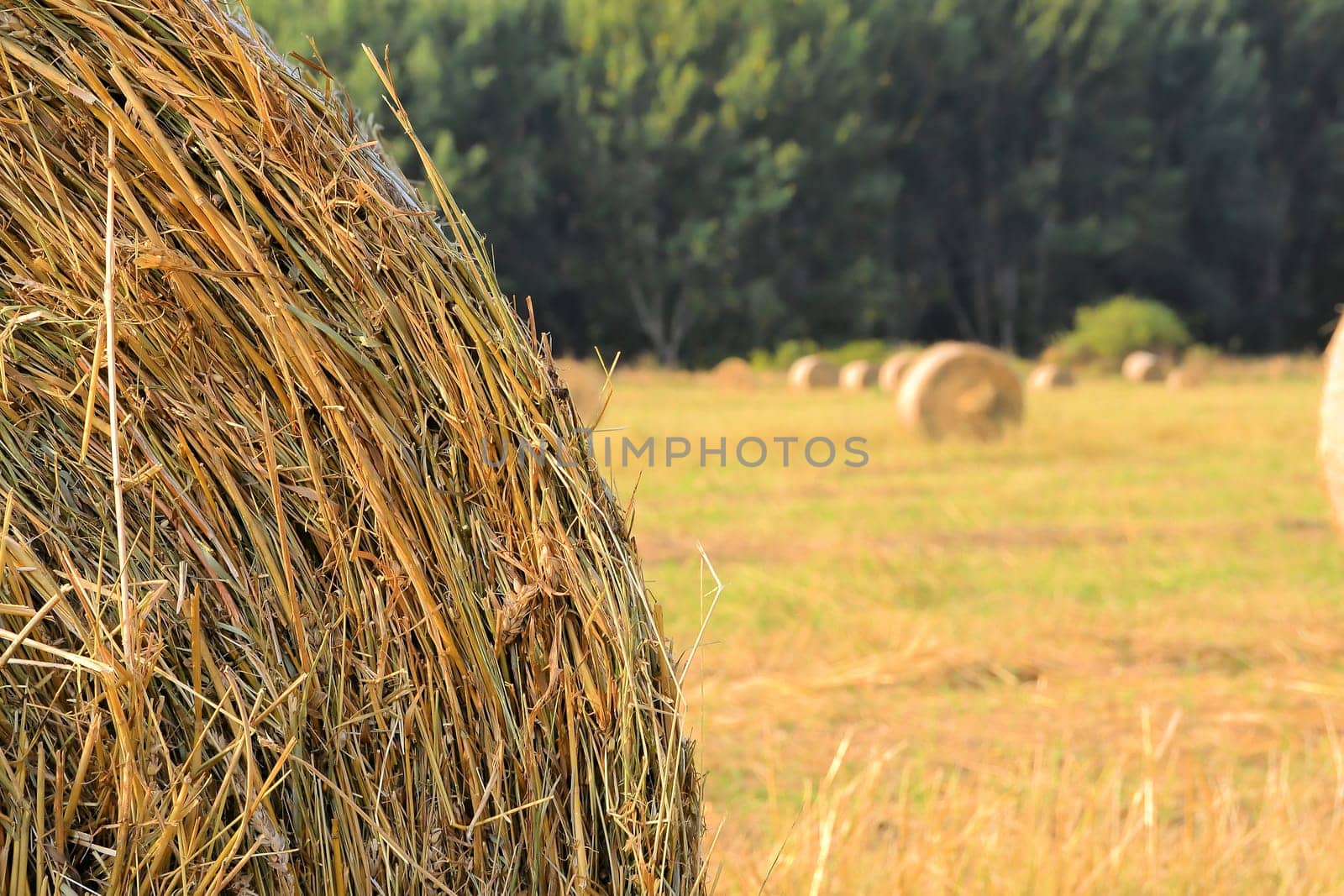 Straw in a harvested field