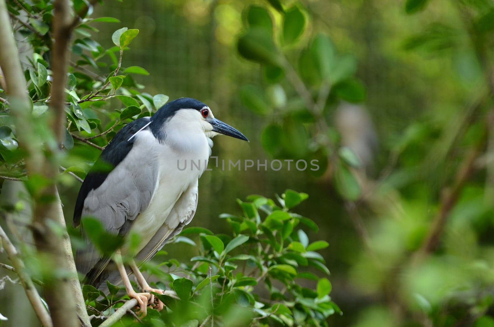 black-crowned night heron, nycticorax nycticorax