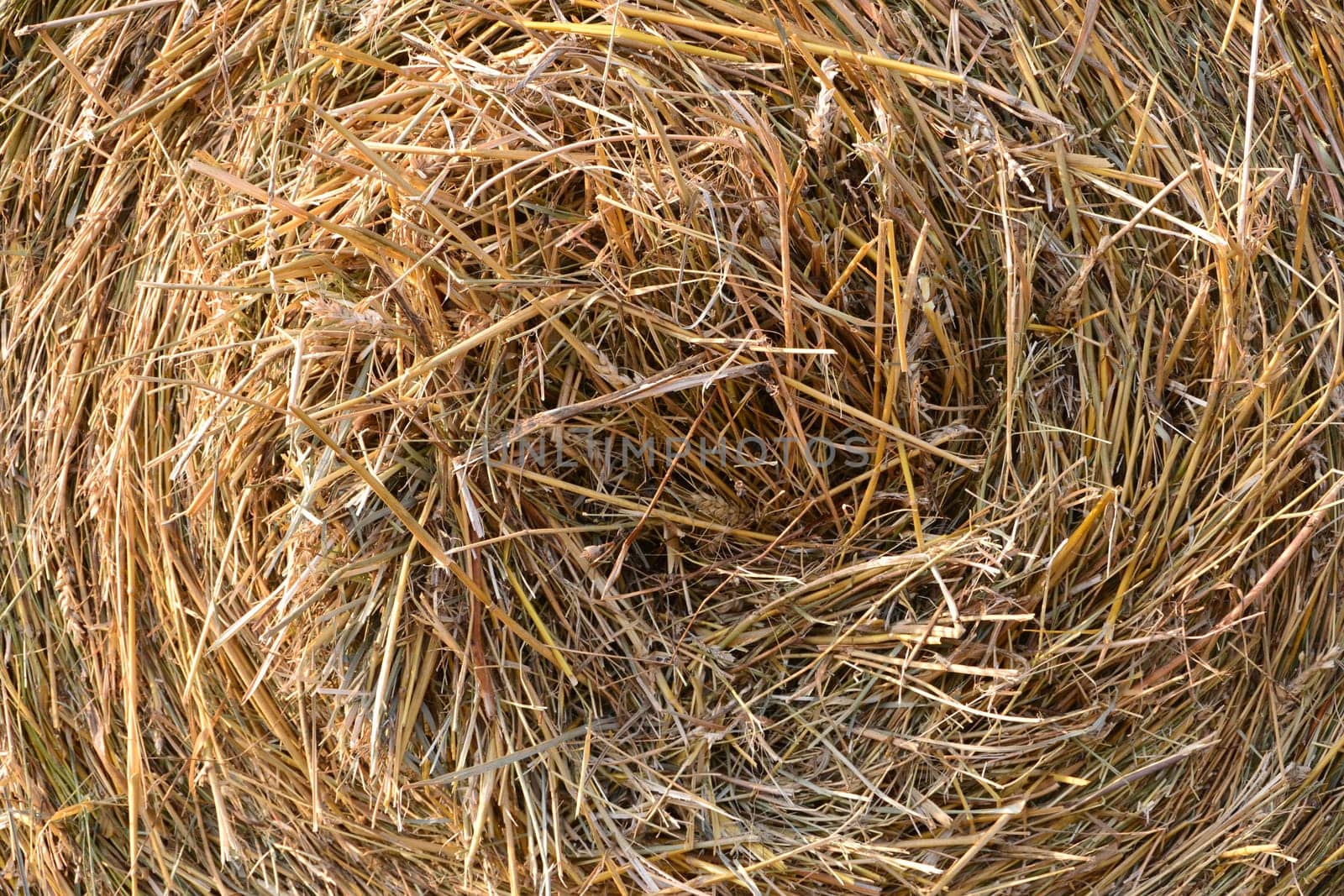 Straw in a harvested field