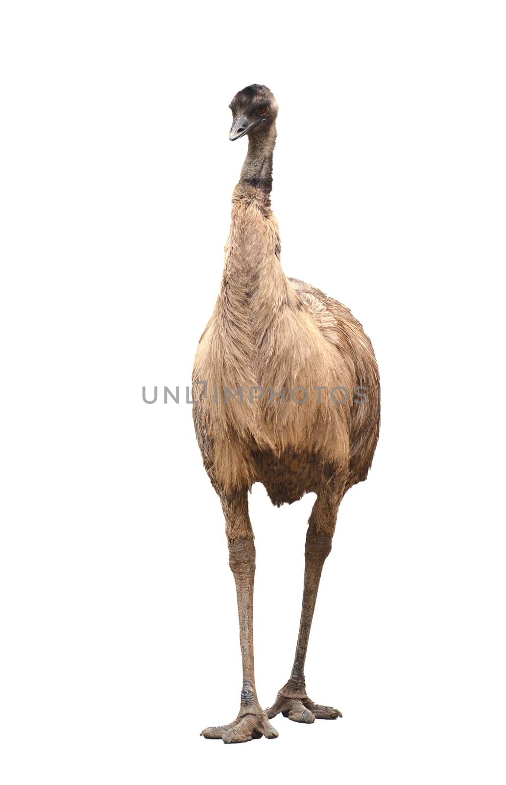 an australian emu isolated on white background